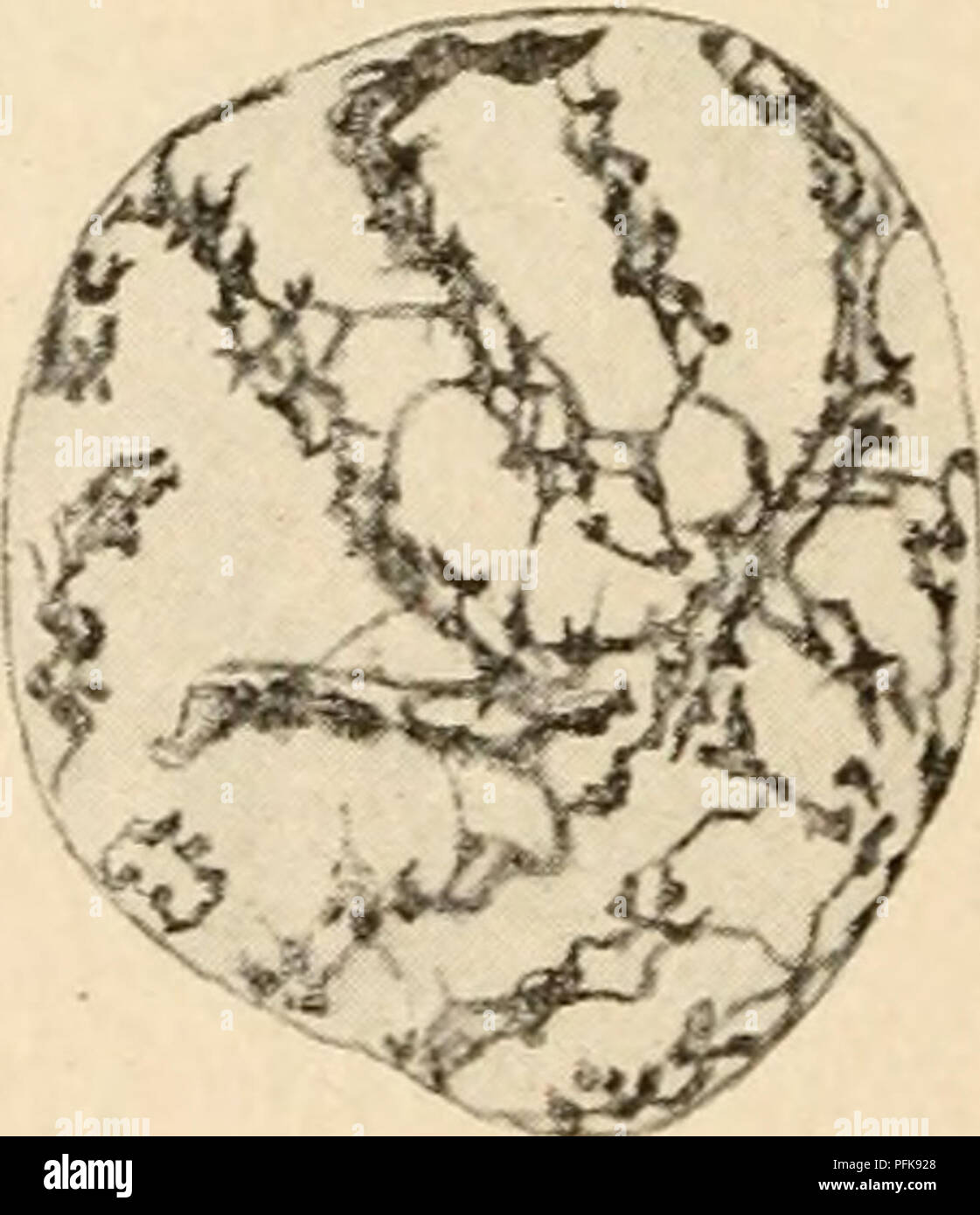 . Citologia, con speciale riferimento al nucleo metazoan. Le cellule. #%Il. ^ Fig. 8. Punte di radici di Allium cepa. (A,B,C, dopo Dehorne, R.Z., igii ; D, E, dopo Bonnevie, R.Z., 1908; F, G, dopo Gregoire, L.C., 1906.), D, F, telophase; C, E, G, prophase; B, nucleo di appoggio. cromatina lungo il poco appariscente linin base della filettatura, e anche da outgrowths e anastomosi, che sono generalmente sufficienti per nascondere completamente nel nucleo di appoggio la sua costruzione essenziale fuori compara- creditore è a conoscenza dei costi pochi fili lunga. Gli stessi fattori, agendo in telophase a ancora una precedente fase di formazione della filettatura Foto Stock