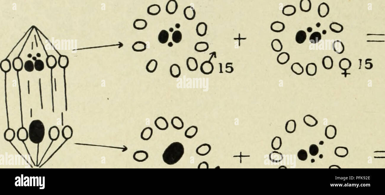 . Citologia, con speciale riferimento al nucleo metazoan. Cellule. io6 CITOLOGIA CHAP. L'ultimo caso è forse il più notevole, il X gruppo costituito da due grandi e tre piccolissime costituenti (Figg. 49, 50). Il cromosoma attrezzature di vari esempi è come segue (omettendo Protenor e Lygaeus, che sono già state trattate) : ri sta per il numero aploide di cromosomi ordinario e il Anaphase]! in <$. Due classi di numero ridotto di sesso maschile spermatozoi andfemale,. ofchromosomes cromosoma nell'uovo. 0O0. gruppi. s£$%&GT; °o"o 930 0o0°6n°oo°9" WcP Fitchia (Payne, Foto Stock