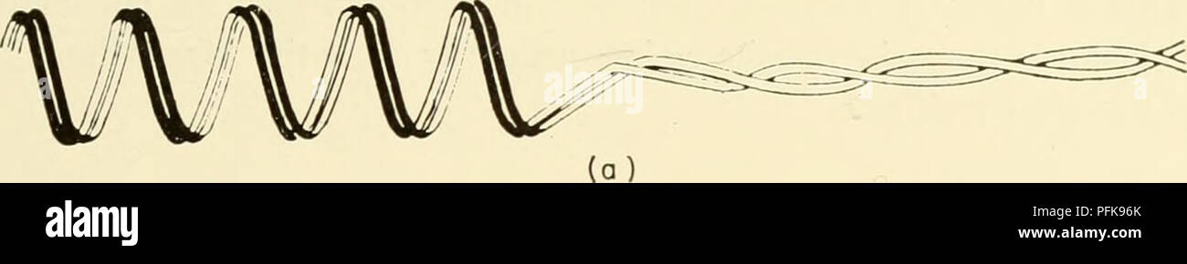 . La citologia. La citologia. almeno il doppio e che le due metà sono intrecciate in una bobina relazionale che diventa progressivamente svolto come prophase avanza (Fig. 5-4). Durante questo processo il confine nucleare diventa disturbata, il mandrino apparecchio comincia a formare e la nucleolus e chromocenters scompaiono generalmente.. Si prega di notare che queste immagini vengono estratte dalla pagina sottoposta a scansione di immagini che possono essere state migliorate digitalmente per la leggibilità - Colorazione e aspetto di queste illustrazioni potrebbero non perfettamente assomigliano al lavoro originale. Wilson, G. B. (George Bernard), 1914-; Morrison, Jo Foto Stock