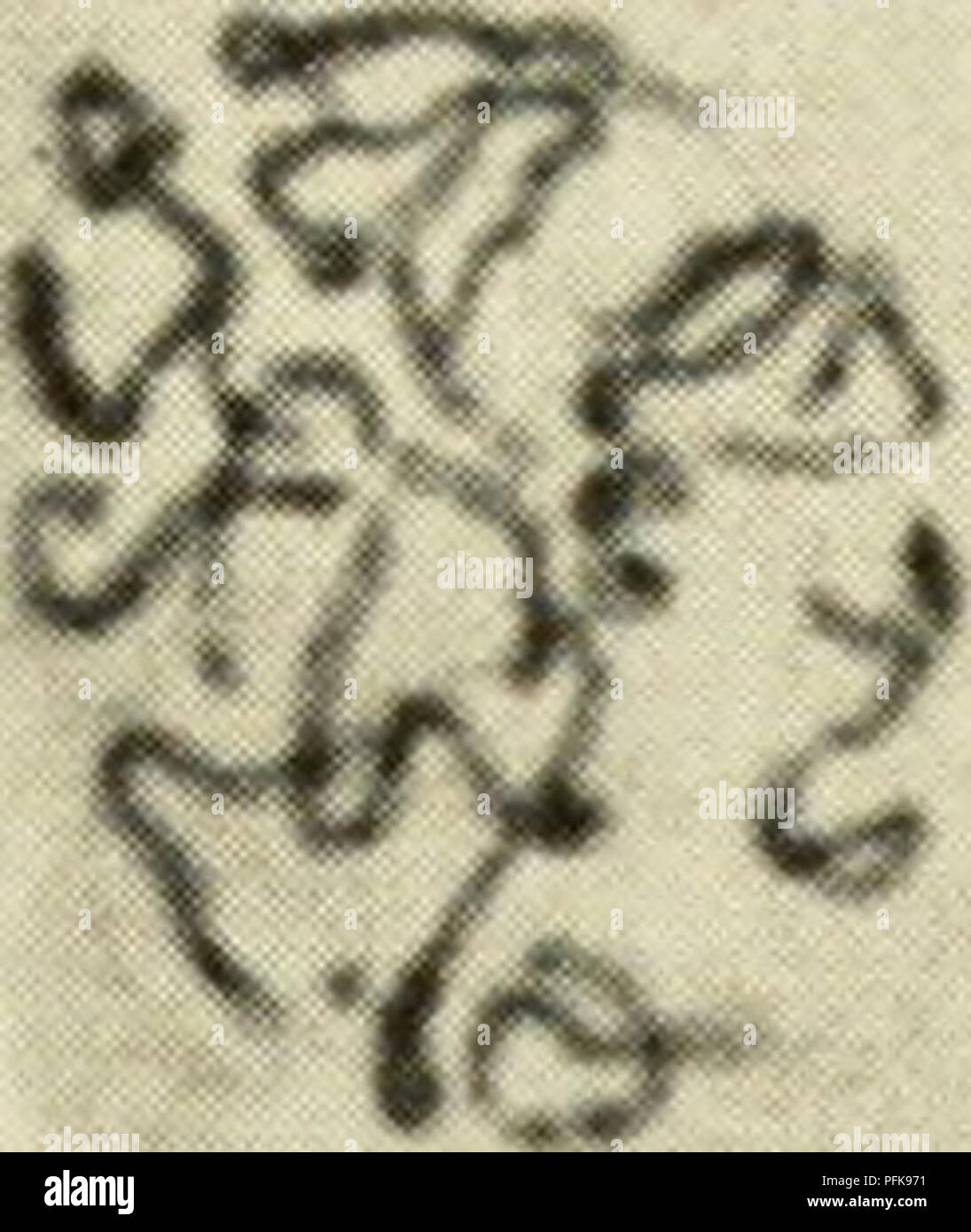 . La citologia. La citologia. ^T^JF*^ j9^ f^^. "9 -r *" ^ ) HO 0^ Figura 5-2. Fasi della mitosi nelle cellule meristematica di Pisiim: (1) inizio prophase; (2) mid-prophase; (3) fine prophase; (4) prometaphase; (5) la metafase; (6) inizio anaphase; (7) fine anaphase; (8) inizio telophase; (9) fine telophase. La mitosi e la meiosi / 121. Si prega di notare che queste immagini vengono estratte dalla pagina sottoposta a scansione di immagini che possono essere state migliorate digitalmente per la leggibilità - Colorazione e aspetto di queste illustrazioni potrebbero non perfettamente assomigliano al lavoro originale. Wilson, G. B. (George Bernard), 1914-; Morrison, John H. Foto Stock