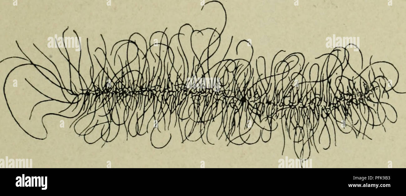 . Citologia, con speciale riferimento al nucleo metazoan. Le cellule. II MEIOSI nella femmina 59 i problemi particolari sollevati dalla vescicola germinale in fase oogenesis sono : (1) la continuità dei cromosomi durante tutto questo periodo. (2) La relazione tra i cromosomi e il nucleoli. (3) Il collegamento tra il peculiare vescicola germinale e fase sincrona di enorme crescita del citoplasma dell'uovo, insieme con la formazione di tuorlo. (4) fa qualsiasi uno stadio comparabile si verificano nella spermatogenesi ? (1) la continuità dei cromosomi le condizioni della vescicola germinale hanno Foto Stock