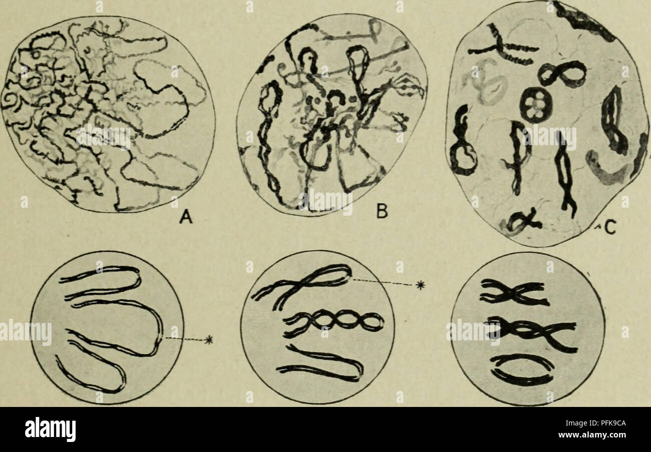 Questo libro esplora la citologia con un focus sul nucleo metazoico, discutendo la divisione cellulare, i processi meiotici e varie teorie sul comportamento cromosomico durante le fasi di divisione cellulare. Foto Stock