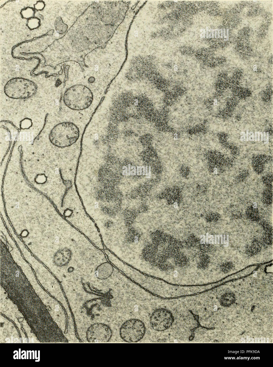 . La citologia. La citologia. vari elementi del reticolo endoplasmatico è stato interpretato come indicante che l'inviluppo nucleare è una modificazione del citomegalovirus- plasmic sistema a membrana o che alcuni componenti di membrana del. La Figura 4-5. Micrografia elettronica di una porzione di un Rootcap meristematica cellula di mais, che mostra un doppio strato inviluppo nucleare con pori distinti. Nota la continuità della membrana esterna dell'inviluppo nucleare con doppio elemento di membrana del reticolo endoplasmatico. Mitocondri, un apparato di Golgi (in basso a sinistra nella figura), e non identificato inclusioni citoplasmatiche Foto Stock