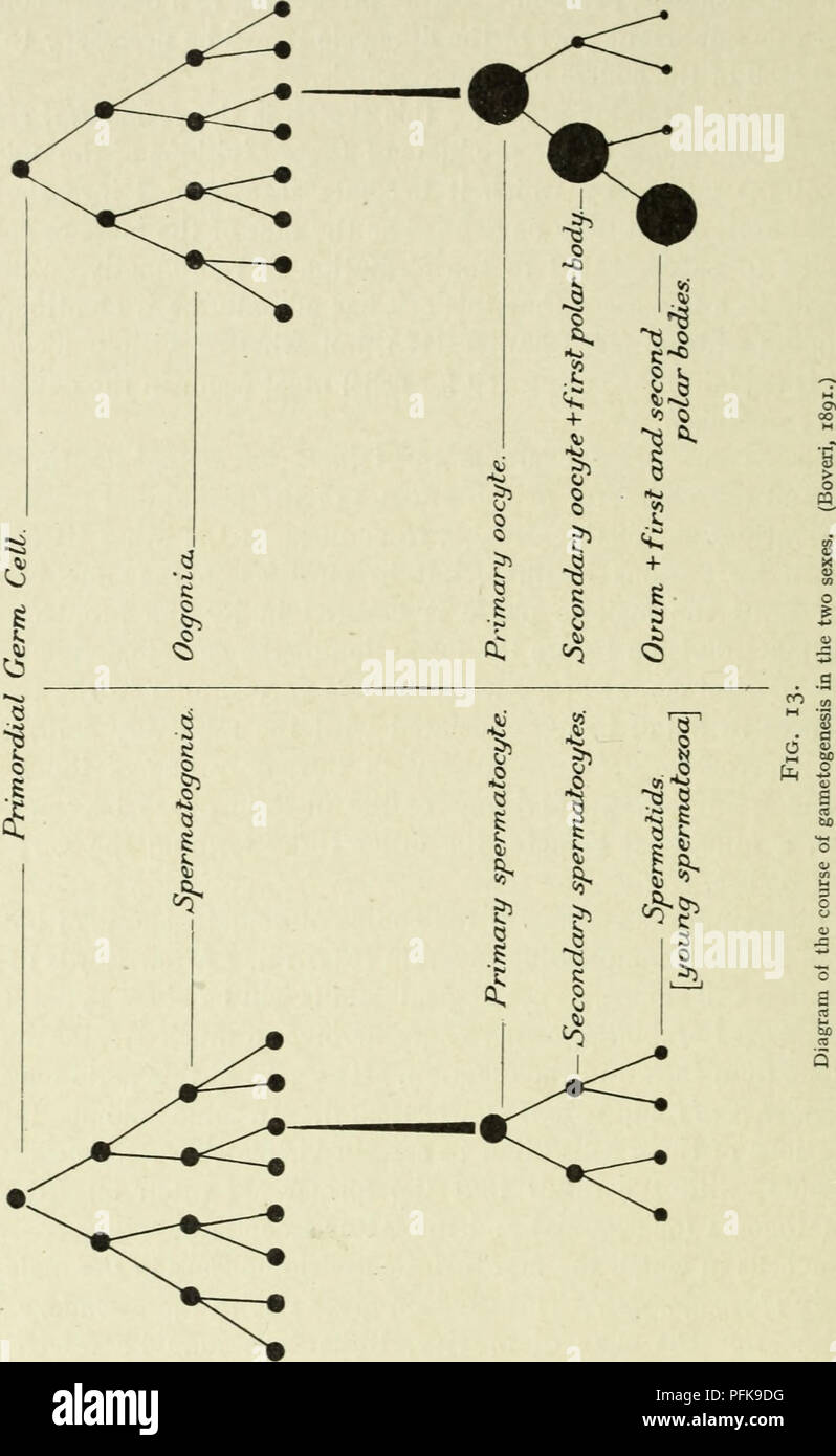 . Citologia, con speciale riferimento al nucleo metazoan. Le cellule. 30 La citologia cap. Il spermatocytes II. dar luogo per la seconda divisione della fase meiotica, di spermatidi, che non sono altro che giovani spermatozoi.. Vale a dire che ciascun spermatid metamorfosi in uno spermatozoo. Pertanto quattro spermatozoi sono prodotte da ciascun spermatocyte I.. Si prega di notare che queste immagini vengono estratte dalla pagina sottoposta a scansione di immagini che possono essere state migliorate digitalmente per la leggibilità - Colorazione e aspetto di queste illustrazioni potrebbero non perfettamente assomigliano al lavoro originale. Agar, W. E. (Wilfred Foto Stock