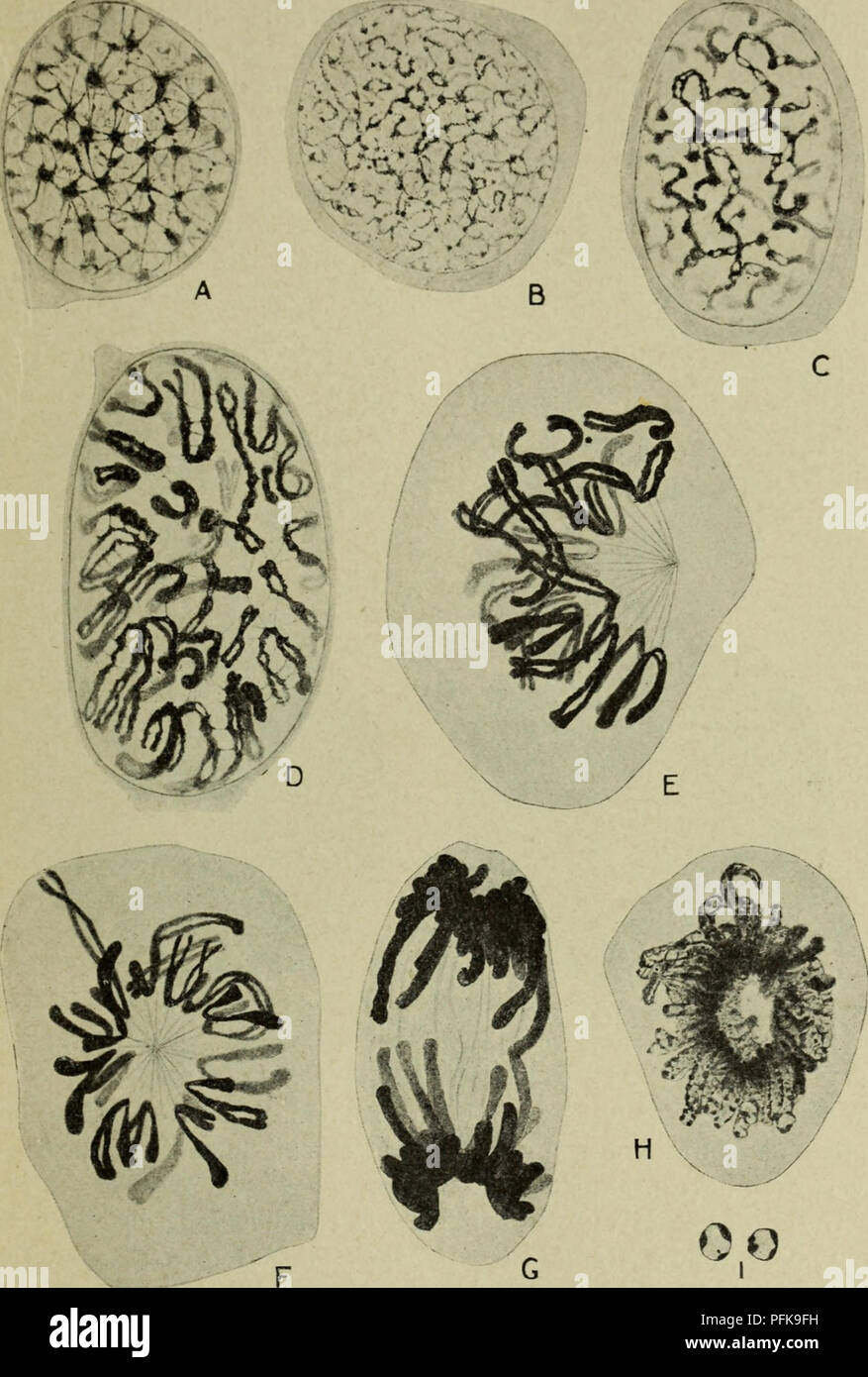 . Citologia, con speciale riferimento al nucleo metazoan. Cellule. Ho la mitosi 7 somes, ciascuno dei quali successivamente si divide in due cromosomi figli. L'originale serie di cromosomi in tal modo viene duplicato in due esattamente. Fig. 3. La mitosi in Lepidosiren mesenchyme (cella). Un appoggio, nucleo; B, molto presto prophase; C, D, medio prophase; E, fine prophase. La membrana nucleare è scomparsa e i cromosomi sono sempre attaccato al mandrino fibre. F, la metafase (visto dal di sopra). Solo circa la metà dei cromosomi sono mostrati. G, anaphase ; H, telophase, la ricostruzione di uno dei d Foto Stock