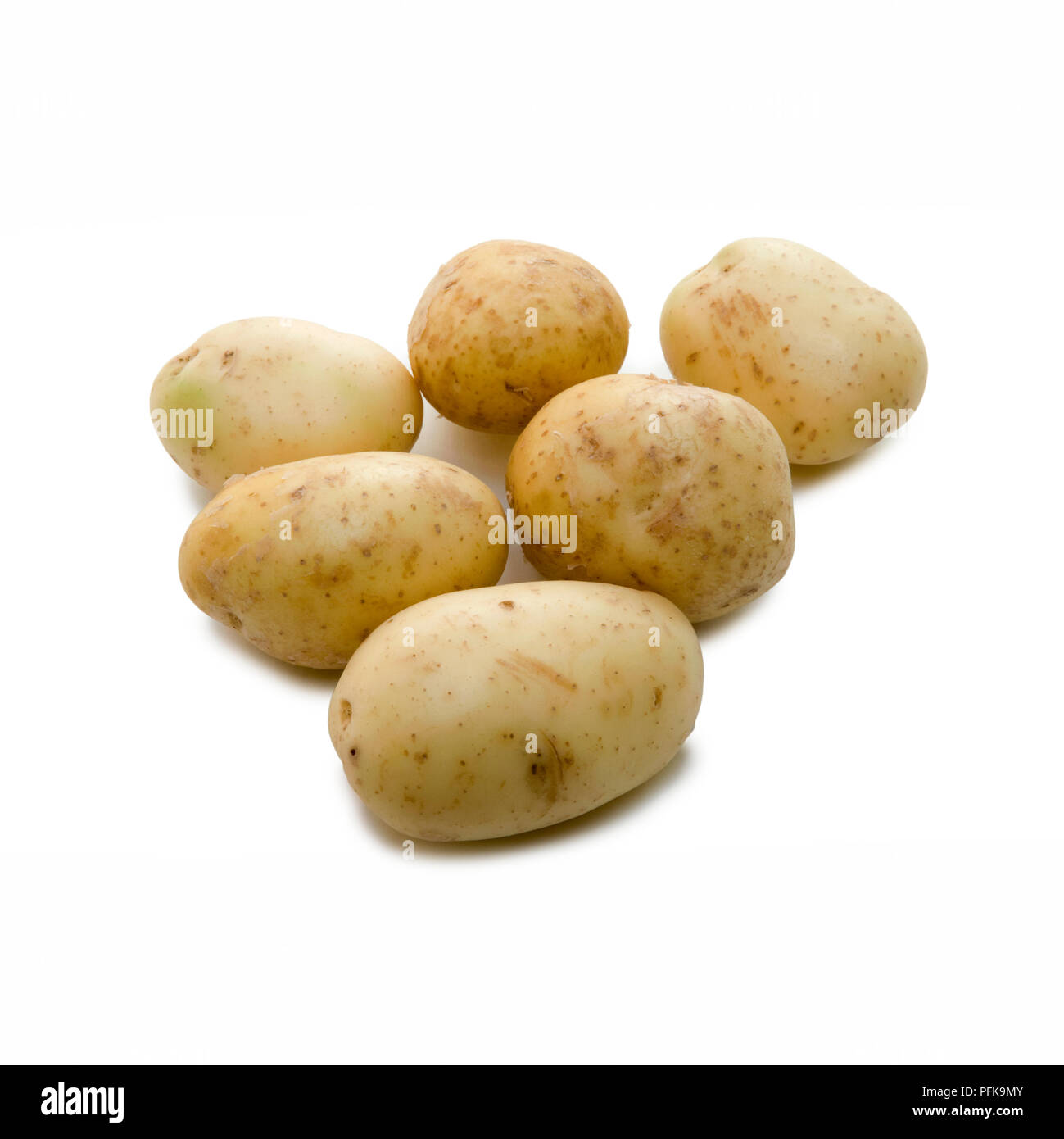 'Maris Piper " patate coltivate in Gran Bretagna Foto Stock