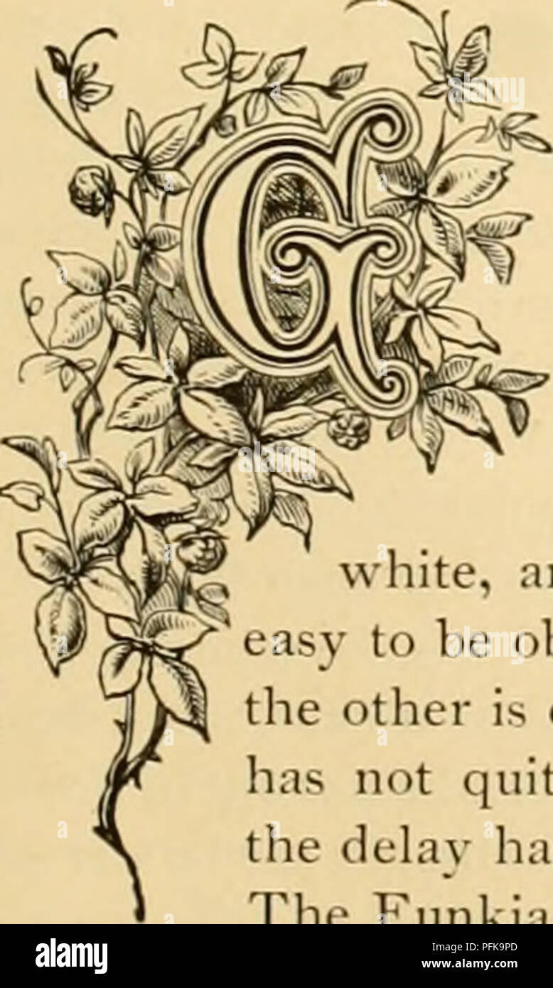 . Dell'enciclopedia pratica della floricoltura. Floricoltura; lingua dei fiori. ^^ CULTURA DI PIANTE FAVORITE. ^:&GT;^ FUCSSJA. "V^p^ /7=^^f orientabile campane e ordinato, fogliame lucido mark fucsia, che ha C^"'ir-N^;i^x3 ' '^' '"'"ly anni formato di uno dei più interessanti di piante per entrambi ^ V^lvÂ©) > giccnhouse e il salotto della cultura. La secchezza dell'atmosfera, una grande -^^^^&amp;af -^ > '^"â"¢ â '^ ^^ guasto, può essere ovviato spruzzando in estate e una c ^^^f/^-^ ^ ^ jV) cscl di acqua sul fornello in inverno. Le gemme drop da diverse cause, IJ^^T^^ "^ 'â ¢ Foto Stock