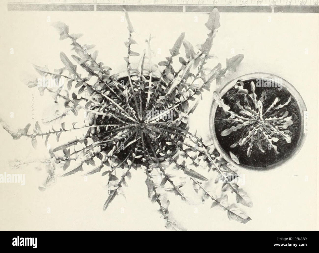 . Un studio citologico di aploidi Crepis capillaris piante. Karyokinesis; Crepis. . Si prega di notare che queste immagini vengono estratte dalla pagina sottoposta a scansione di immagini che possono essere state migliorate digitalmente per la leggibilità - Colorazione e aspetto di queste illustrazioni potrebbero non perfettamente assomigliano al lavoro originale. Hollingshead, Lillian, 1900-. Berkeley, California , Università di California premere Foto Stock