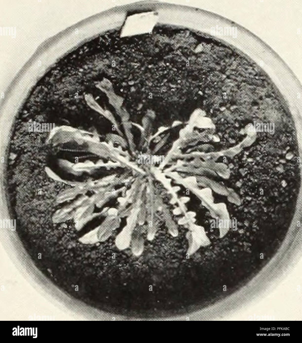 Questo studio indaga la citologia delle piante aploidi Crepis capillaris, concentrandosi sui processi di cariocinesi e di divisione cellulare. Fornisce un esame approfondito dei cromosomi e della struttura cellulare della pianta, contribuendo alla comprensione della genetica vegetale e della biologia cellulare in relazione alla riproduzione vegetale. Foto Stock