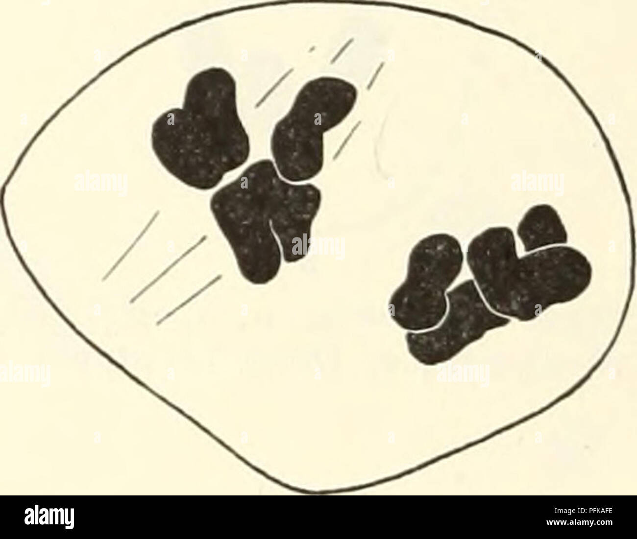 Questo studio si concentra sul comportamento cromosomico nelle piante aploidi Crepis capillaris, mostrando fasi iniziali della telofase con dodici cromosomi in vari raggruppamenti. Il processo evidenzia la cariocinesi complessa che coinvolge divisioni e differenziazione cromosomica. Le osservazioni sono fatte presso il laboratorio di ricerca agricola dell'Università della California. Foto Stock