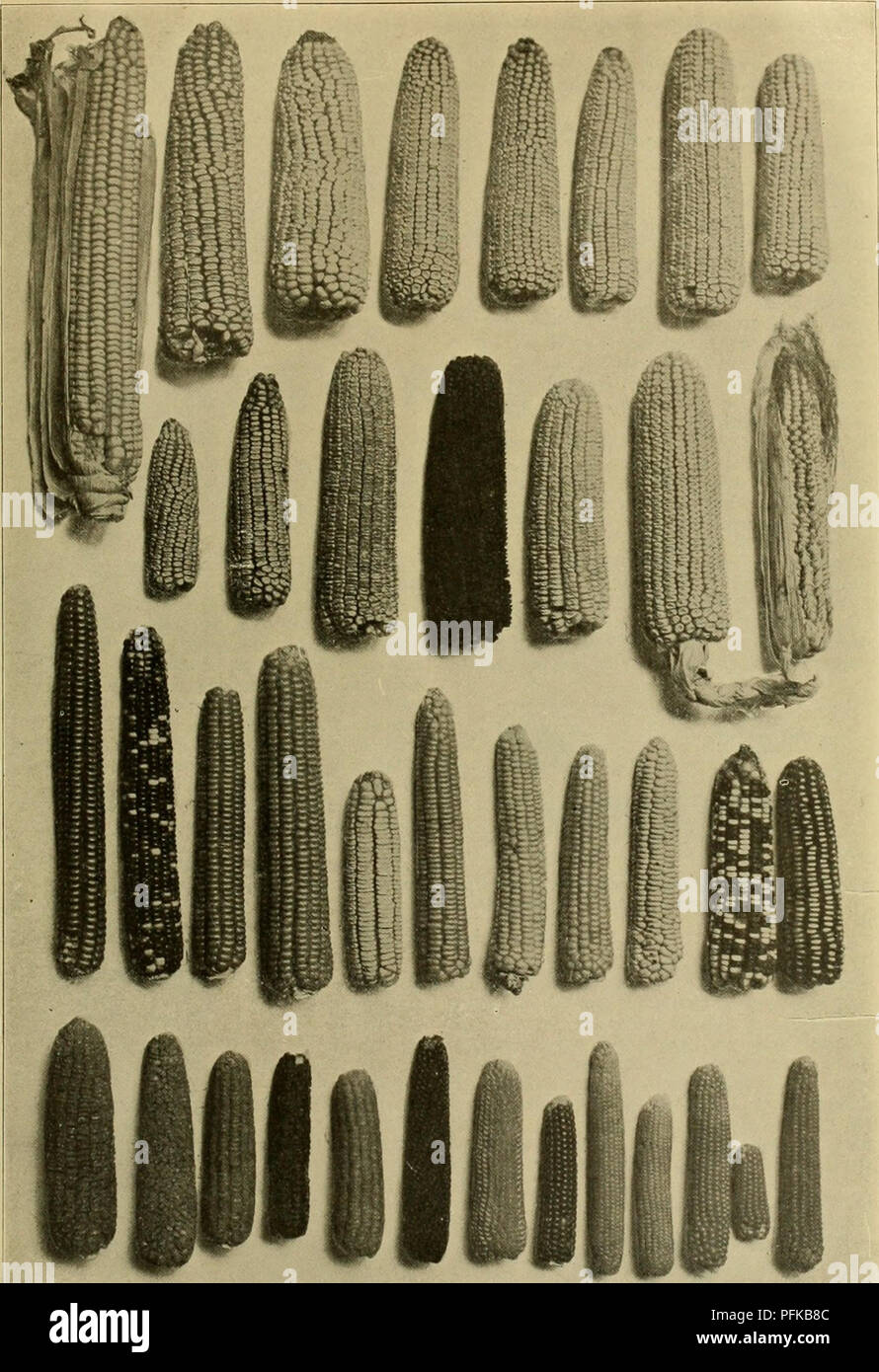 . Dell'enciclopedia delle colture di fattoria. La produzione agricola; l'agricoltura. Piastra Xrv. Tipi di granturco riga superiore e da sinistra a rightâMixiz Gigante dal Messico, Lai ge-cobbecl Corso Giallo Dent. Cob-tubo, Reid giallo Dent, Leamiug giallo, Riley preferito, contea di Boone Wliite. Minnesota Li. ISfcond ro^câNorth Dakot:ho tiojden Dent, Golden ideale, Golden Eagle, un rosso Dent. Hybrid I'Jl), Hnnter White Dent, Pod-Corn. Terzo rowâKlesh-eolored selce. Variegr.ted selce. Yankee di mais, Sturges' ibrido. Hickory Re. Trionfo selce, White Flint, Gelui, inizio Tuscarora, variegata tipo messicano di giugno, Nord- â western Dent. Fondo rowâ Foto Stock