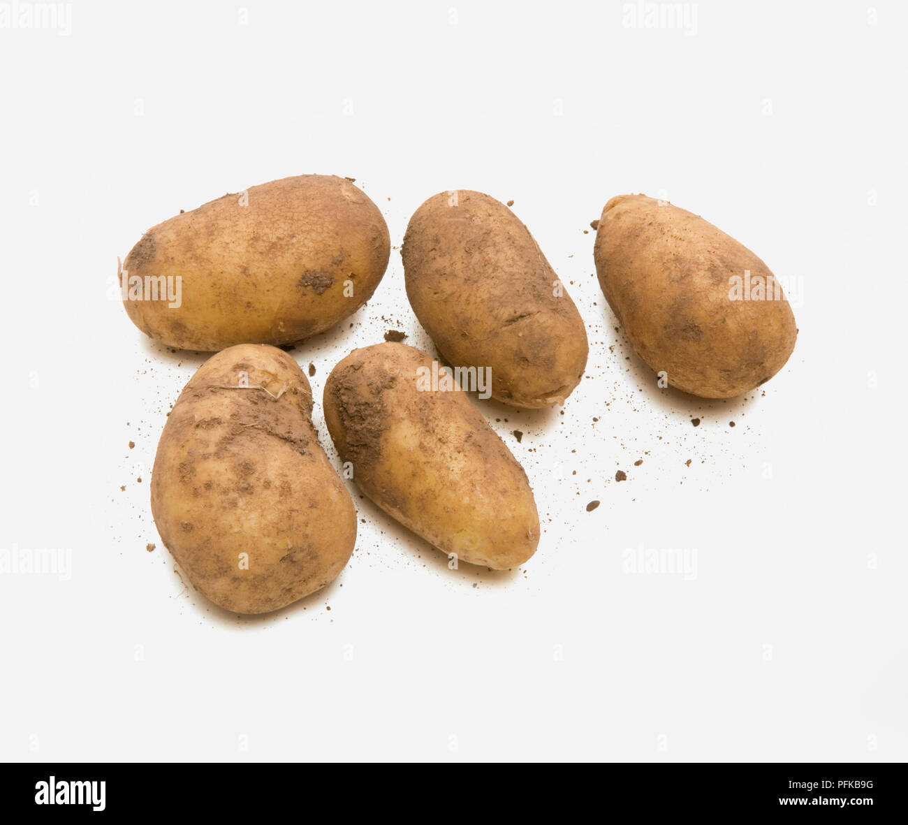 'Charlotte' patate, insalata di patate coltivate in Gran Bretagna Foto Stock