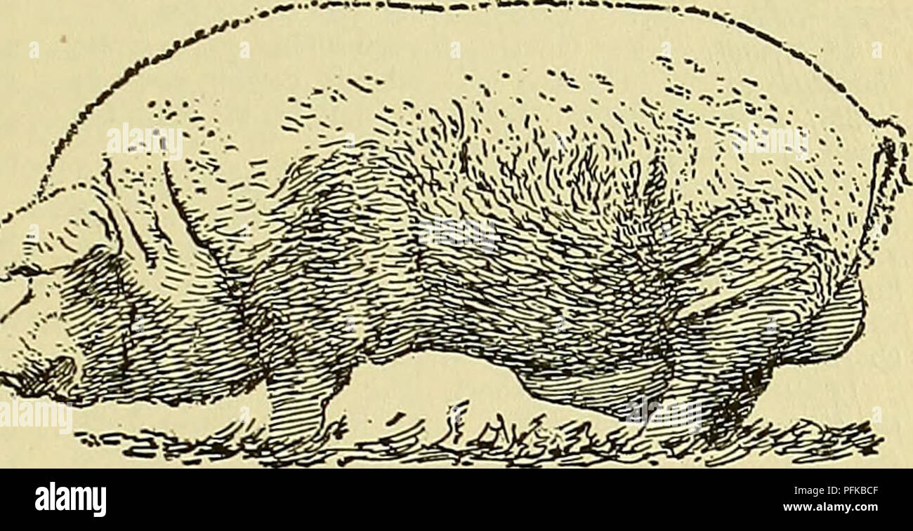 . Dell'enciclopedia degli animali della fattoria. Animali domestici; di prodotti di origine animale. Peste suina 661 Chester-White suina. Fig. 665. Da G. E. giorno. Il Chester-White è un americano di razza suina jf il fat- o strutto-tipo di porco, ma che possiede buone qualità di pancetta. Descrizione. Alcuni anni fa, la Chester-White è stato classificato come il più grande razza negli Stati Uniti, ma i moderni metodi di allevamento hanno ridotto le dimensioni e prodotto un animale di maggiore qualità rispetto al tipo originale. Come allevati attualmente la Chester-White può essere classificato come di medie dimensioni o circa lo stesso come il Poland-China. La faccia è dritta o molto s Foto Stock