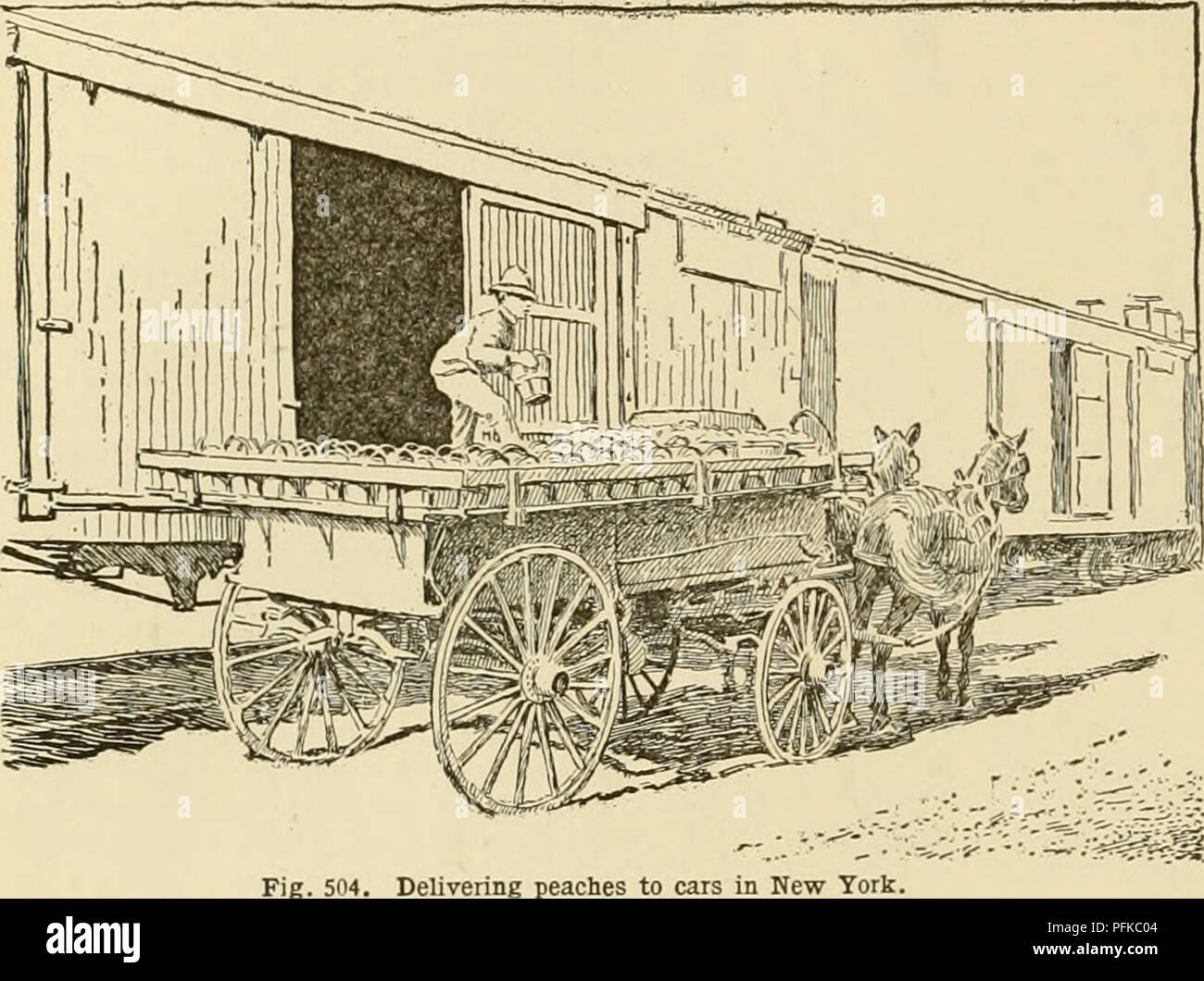 . Dell'enciclopedia delle colture di fattoria. La produzione agricola; l'agricoltura. 354 FRUTTICOLTURA FRUTTICOLTURA il terzo anno eventualmente due righe, il quarto anno di non più di tre righe, il quinto anno circa lo stesso e così via fino alla fine del settimo anno. Vorrei cessare di ritaglio di terreno interamente e si aspettano di ottenere alcuni restituisce l'ottavo anno. " Per quanto riguarda i profitti derivanti dal frutteto, posso solo dare la mia esperienza in Arkansas valley. Quando il mio 2.000 alberi di mele sono state nove anni, il raccolto compensate 90 dollari per acro. Il prossimo anno non abbiamo spray e ha perso la metà il raccolto da codlin-moth. Il terzo anno abbiamo spruzzato parte Foto Stock