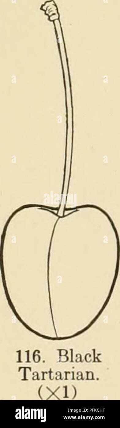 . Dell'enciclopedia di hardy frutti. Frutta; frutti-coltura. Cuore nero BRUSSELER BRAUNE picciolo quasi 2 pollici lon^, tinge di rosso, con pochi peli con 2-4 reniform, ghiandole brunastro sulla levetta. Fiori Media stagione ; bianca, 1^ pollici attraverso; sostenuti nel cluster sparsi in due a due e tre s. Media stagione di frutta; 1 pollici in diametro, oblato, alquanto cuoriformi, compresso; cavità ri^ar, svasatura; sutura un debole scanalatura; cuspide o leggermente premuto; colore rosso scuro quasi nero; punti piccoli, russet, medie numero, oscuro; lo stelo sottile, 2 pollici lungo; pelle sottile, gara; carne di colore rosso scuro, con vino-color Foto Stock