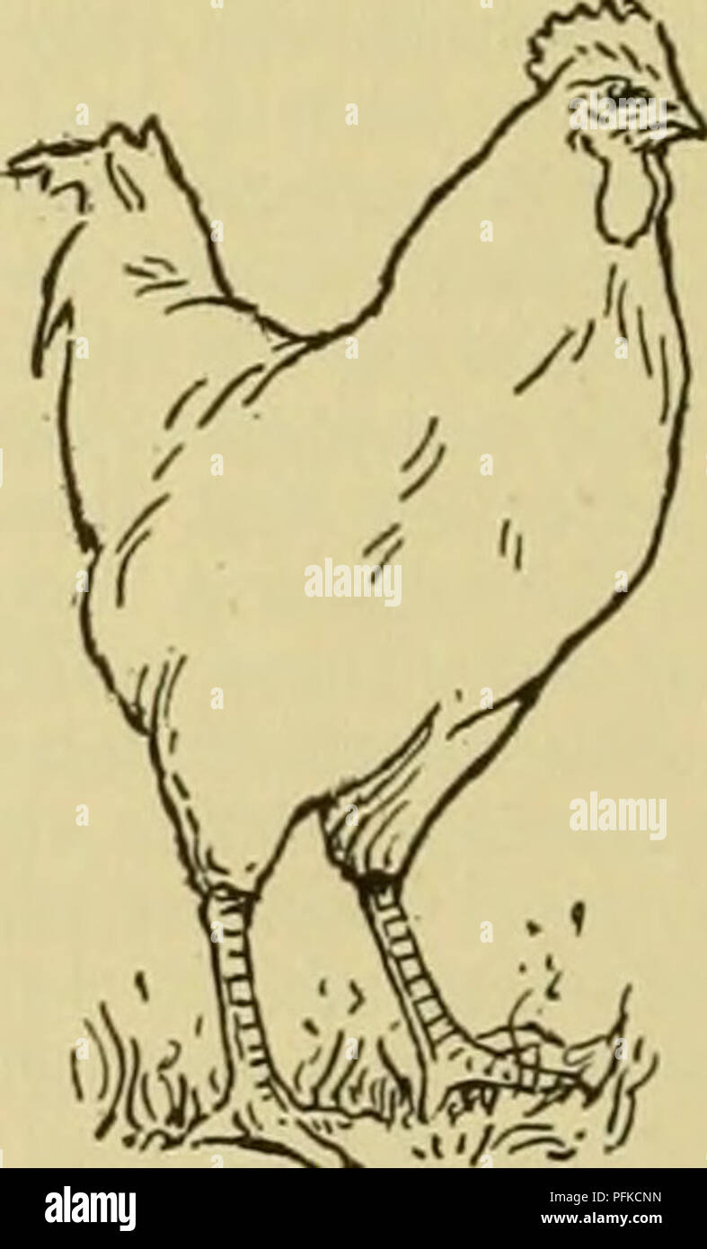 . Dell'enciclopedia degli animali della fattoria. Animali domestici; di prodotti di origine animale. Pollame da ingrasso. Fig. 531-539. Da W. R. Graham. Molto del pollame offerti in vendita sul nostro mar- kets è sottile in carne e poco vestite,-un testi- mony per la mancanza di abilità o di cura da parte del coltivatore. La maggior parte dei polli ora venduto rappresentano uno spreco. Non solo sono inferiori in termini di qualità e quantità di carne, ma sono molto unsatisfac- toria per l'acquirente. È lo scopo di questa discussione per trattare quasi interamente con l'ingrasso, o forse o le dovrebbe dire " fleshening", di polli e di Foto Stock