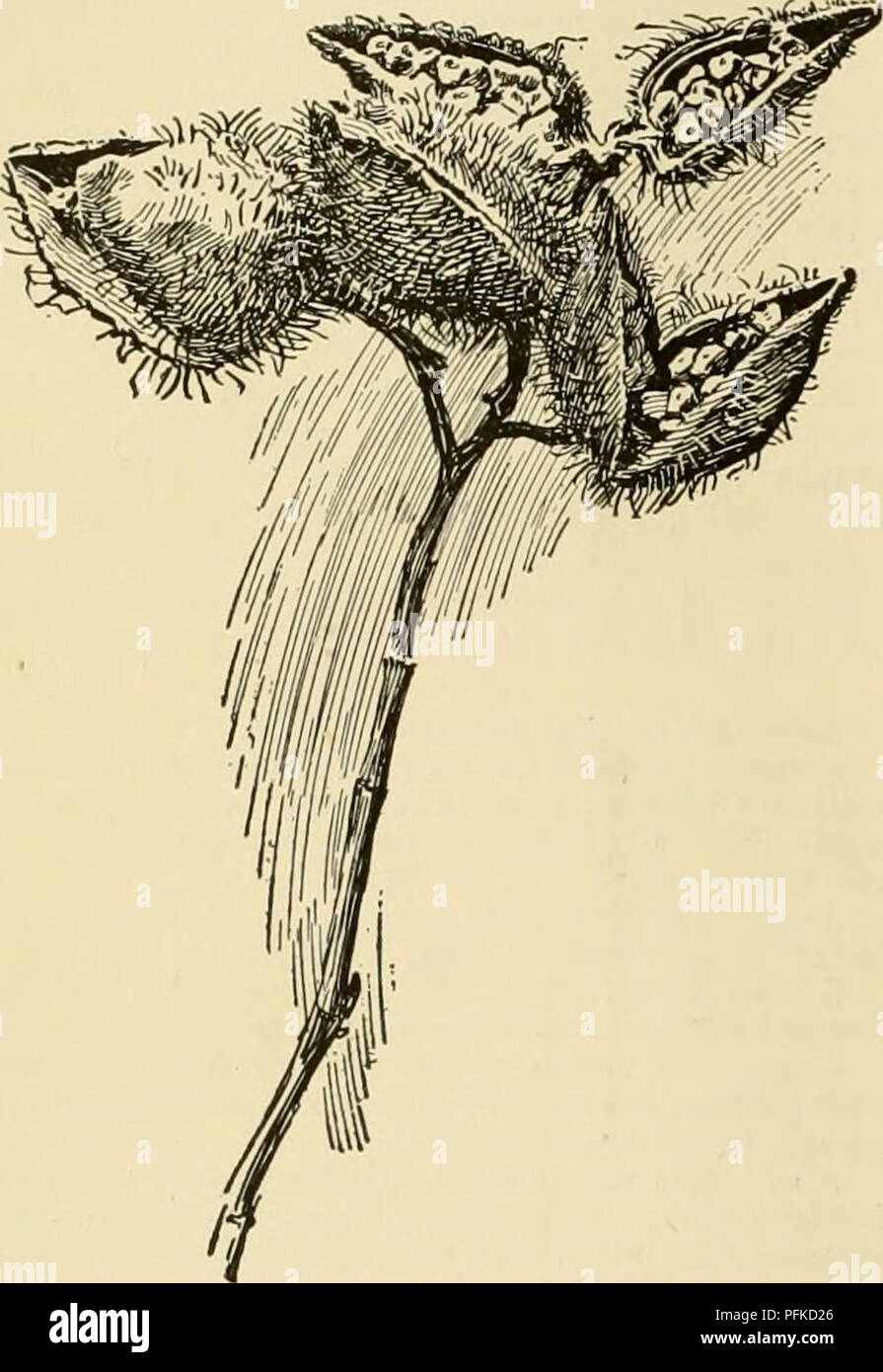 . Dell'enciclopedia delle colture di fattoria. La produzione agricola; l'agricoltura. 268 Coloranti e tinture di tintura e tintura: Grano saraceno Fagopyrum esculentum. Il colore giallo di foglie e di steli. Ranuncolo: ranuncoli bulbotus e altre specie. Giallo. Cavolo: Brassica oleracea. Contiene cauline, prob.- abilmente identici con i coloranti cianinici del vino. Camwood, o legno gaban, Poa-gaban : strettamente alleati per barwood. Dalla costa africana. Vedere sotto Redwoods.. Fig. 372. Annatto pod3, dal quale il burro è di colore deilTed. Capperi : Capparis spinosa. Giallo. Caramello: zucchero riscaldato al di sopra del suo punto di fusione diventa marrone e viene convertito in caramello. B Foto Stock