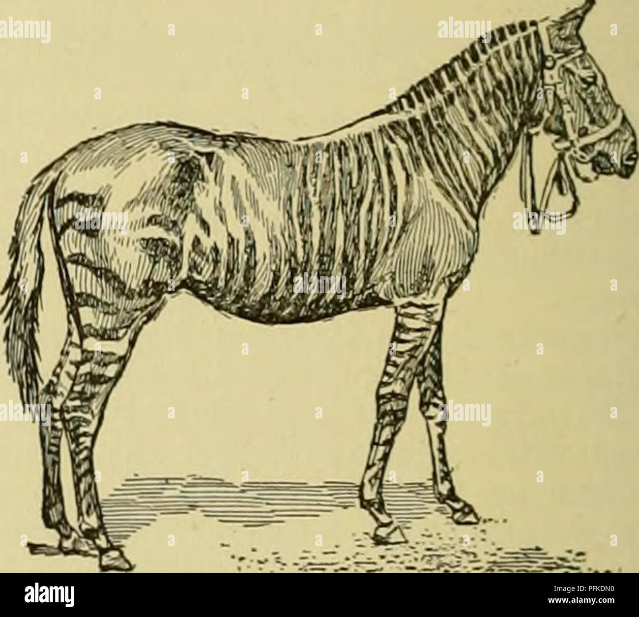 Greci E Cavalli Immagini E Fotos Stock Alamy