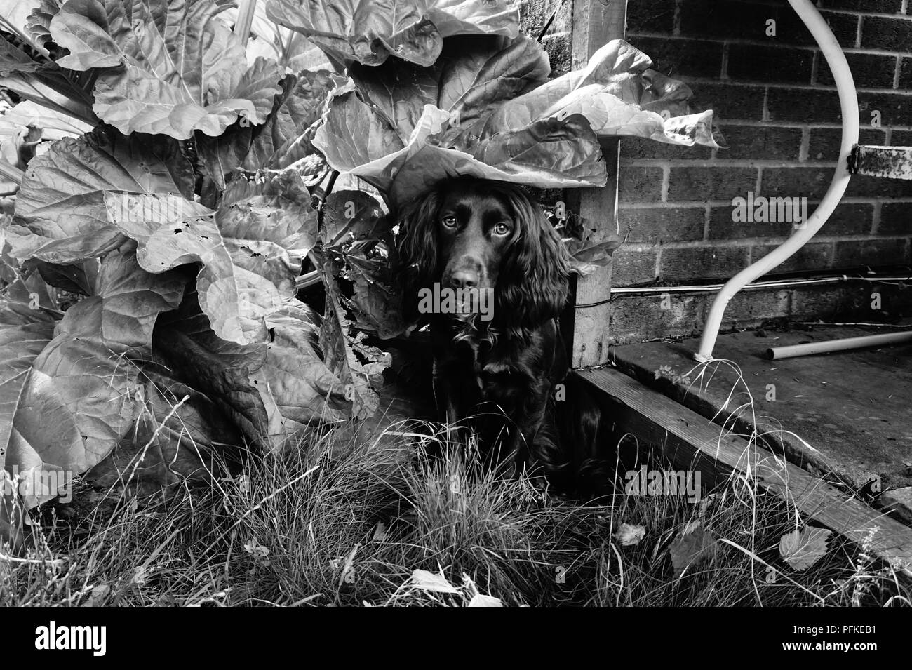 Lavorando cocker spaniel nascondere Foto Stock