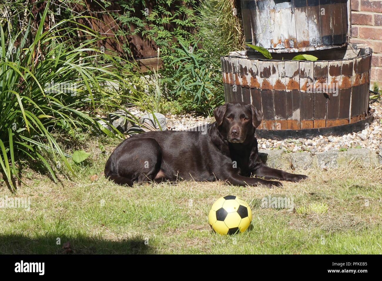 Il Labrador a prendere il sole. Foto Stock