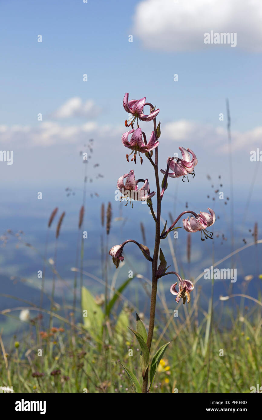 Martagon Lily (Lilium martagon), Hochgrat vicino a Steibis, catena Nagelfluh, Allgaeu, Baviera, Germania Foto Stock