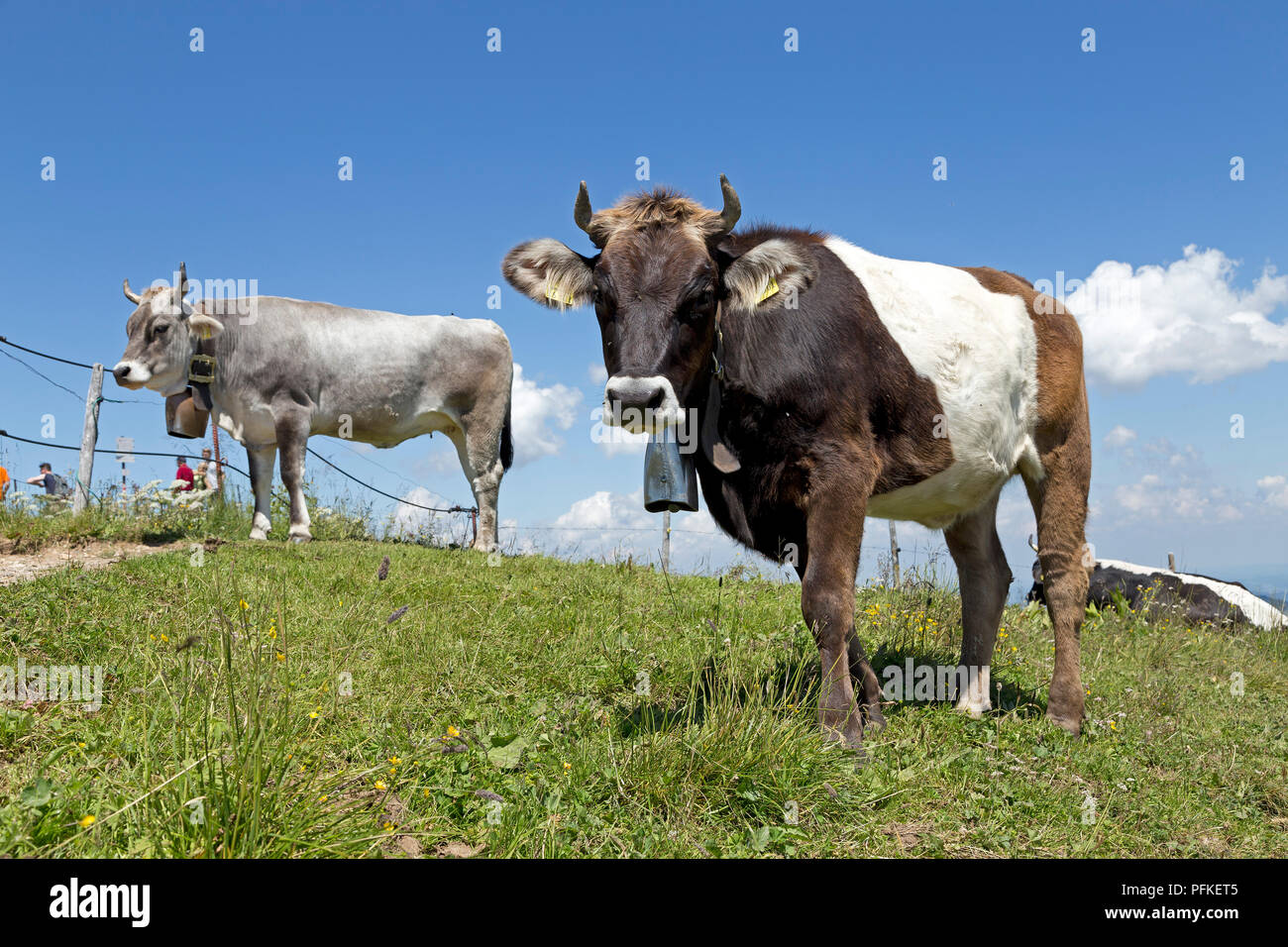 Vacche sul vertice Hochgrat vicino a Steibis, Allgaeu, Baviera, Germania Foto Stock