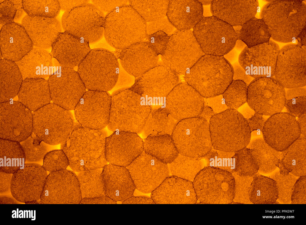 Foto macro / EPS polistirolo espanso che mostra alcuni collegamenti tra granuli di polistirene (Dimensioni ca. 3-5mm). Hanno quasi batteri-come si sentono a loro Foto Stock