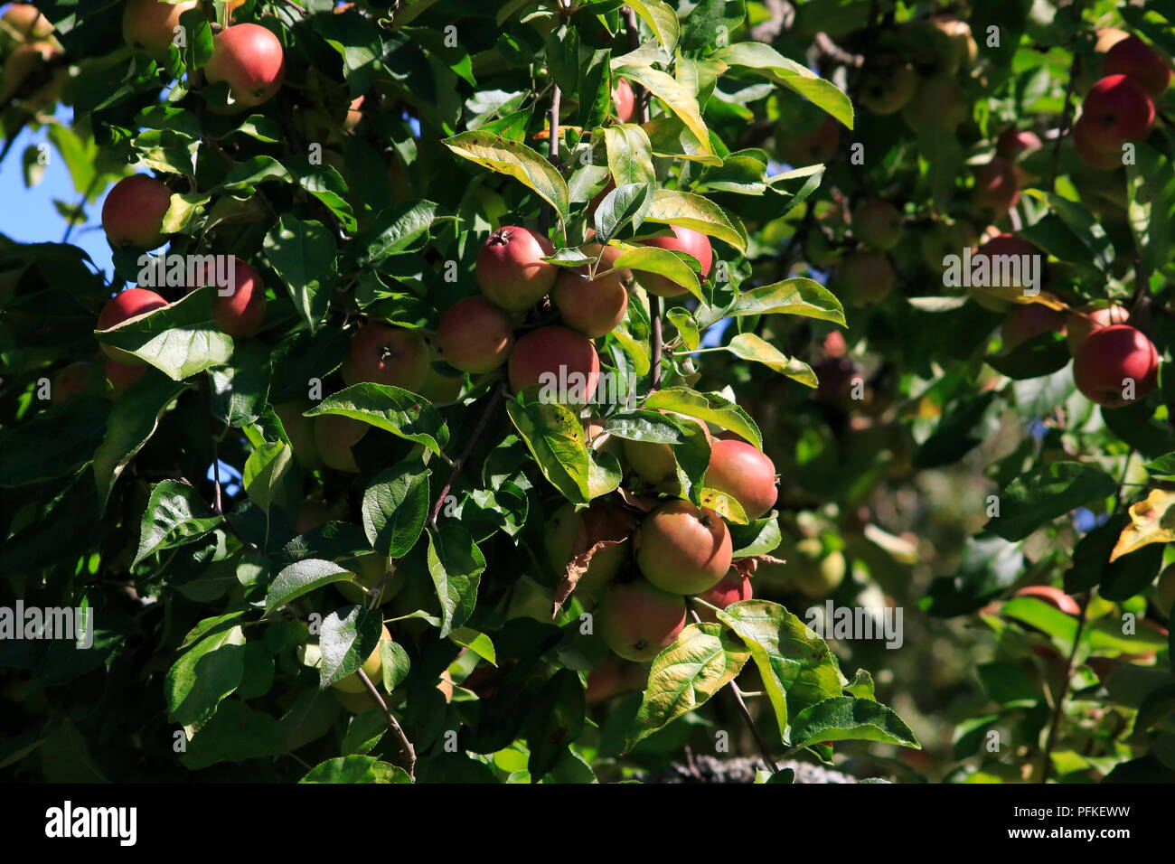 Boskop Apfel, nella Großer Menge, am Baum hängend, kurz vor der Ernte Foto Stock