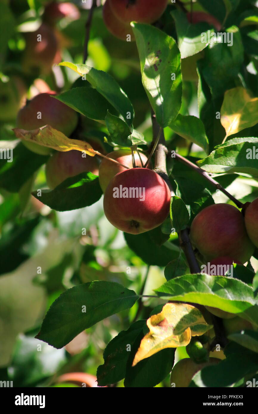Boskop Apfel, nella Großer Menge, am Baum hängend, kurz vor der Ernte Foto Stock