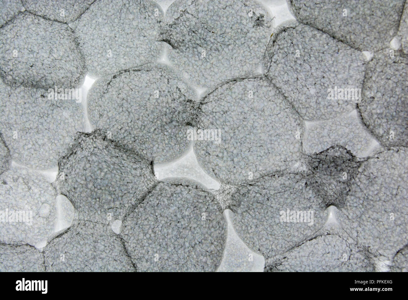 Foto macro / EPS polistirolo espanso che mostra alcuni collegamenti tra granuli di polistirene (Dimensioni ca. 3-5mm). Hanno quasi batteri-come si sentono a loro Foto Stock