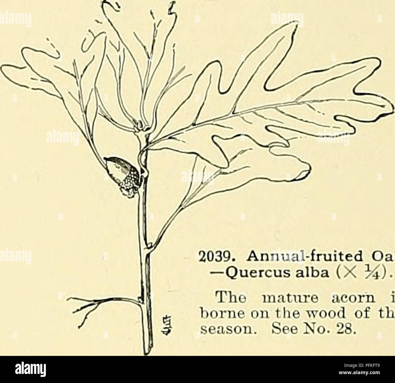 . Dell'enciclopedia di American orticoltura comprendente suggerimenti per la coltivazione di piante orticole, descrizioni delle specie di frutta e ortaggi, fiori e piante ornamentali vendute negli Stati Uniti e in Canada, insieme geografico e biografie. Il giardinaggio. 2038. Staminate amenti di una quercia-Quercus pedunculata. (X&GT;3.) vedere n. 29. Foglie di quercia sono sempre belle. Essi hanno molte sfumature di verde; particolarmente interessanti sono alcuni con foglie di colori contrastanti, sotto il lato essendo bianco argentea, quello superiore verde scuro, come in Q.MuhlPvhfrgi, macrocarpa, MicJtauxi Foto Stock