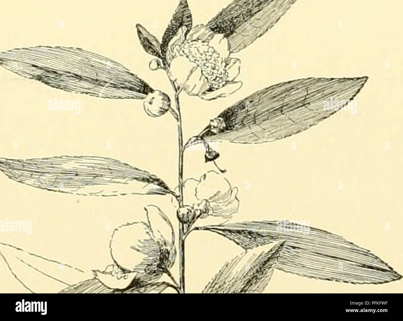 . Dell'enciclopedia di American orticoltura comprendente suggerimenti per la coltivazione di piante orticole, descrizioni delle specie di frutta e ortaggi, fiori e piante ornamentali vendute negli Stati Uniti e in Canada, insieme geografico e biografie, e una sinossi del regno vegetale. Giardinaggio -- Dizionari; piante -- Nord America enciclopedie. 1774 tè di irrigazione artificiale di tè i campi per cui è progettata in modo da meglio approssimare la oriental approvvigionamento di acqua durante la stagione del raccolto, sebbene, naturalmente, sarà inutile il tentativo di imitare Foto Stock