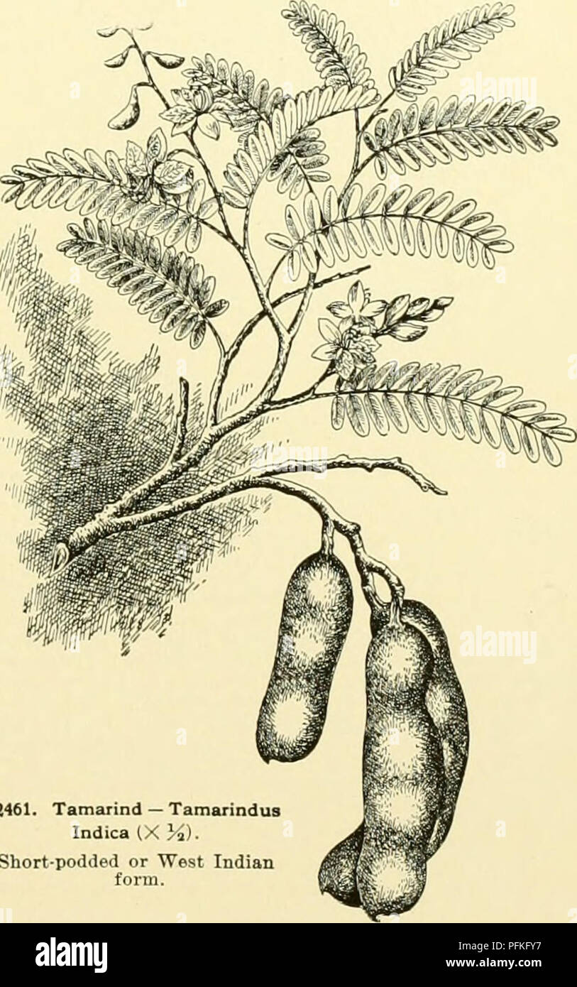 . Dell'enciclopedia di American orticoltura comprendente suggerimenti per la coltivazione di piante orticole, descrizioni delle specie di frutta e ortaggi, fiori e piante ornamentali vendute negli Stati Uniti e in Canada, insieme geografico e biografie, e una sinossi del regno vegetale. Giardinaggio -- Dizionari; piante -- Nord America enciclopedie. TALAUMA TAMABINDUS 1767 finemente con il bianco avorio dei petali. Questa specie è un nativo dell'Himalaya, una regione che è forse la più ricca in bella magnolia-come gli alberi rispetto a qualsiasi altra zona di uguale dimensione in w Foto Stock