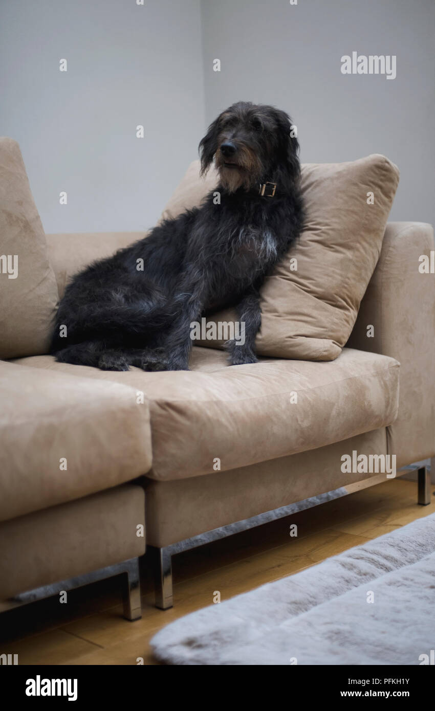 Grigio misto-cane di razza in appoggio contro il cuscino sul divano, close-up Foto Stock
