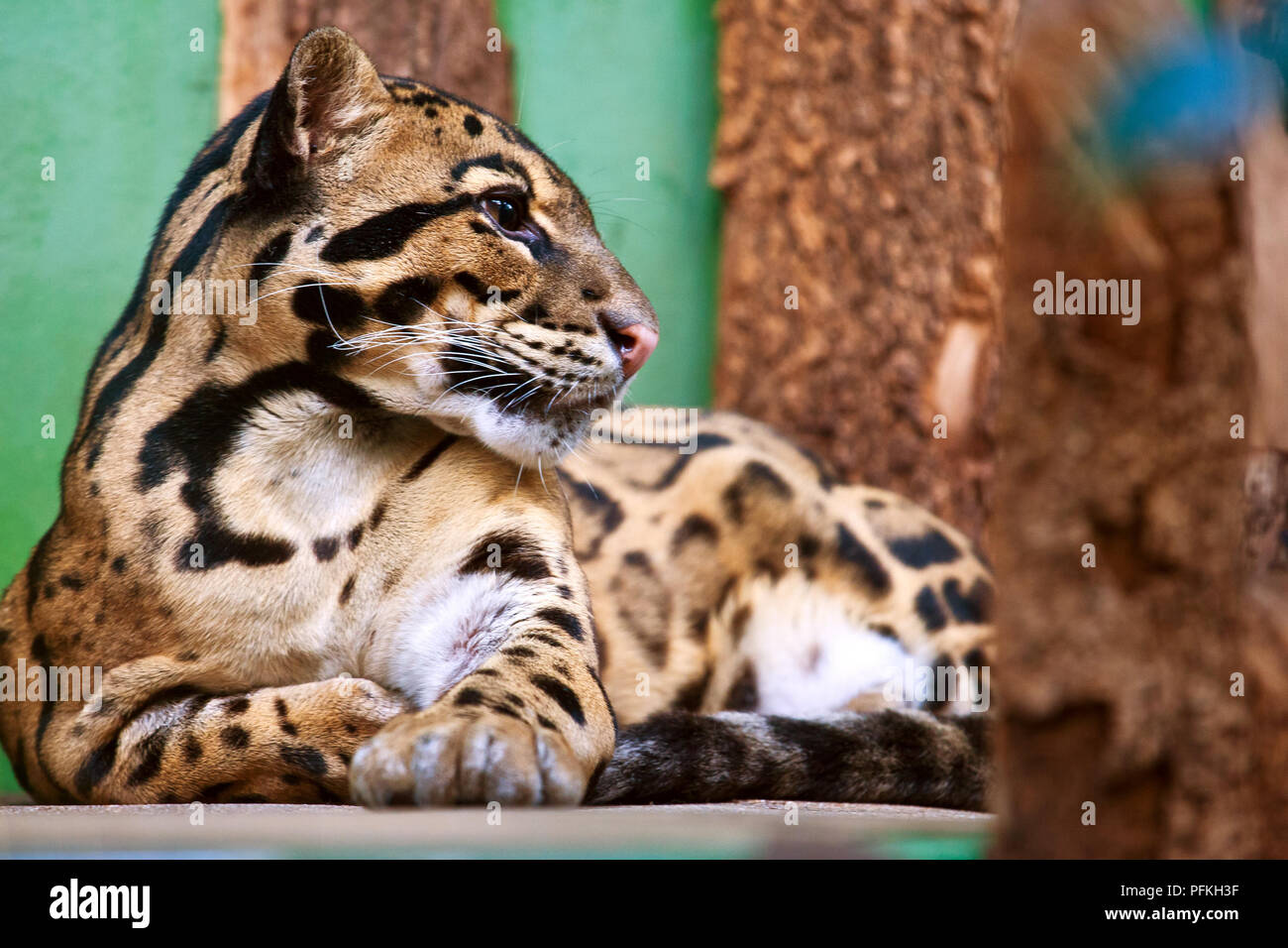 Levhart obláčkový / Neofelis nebulosa / leopardo nuvola Foto Stock