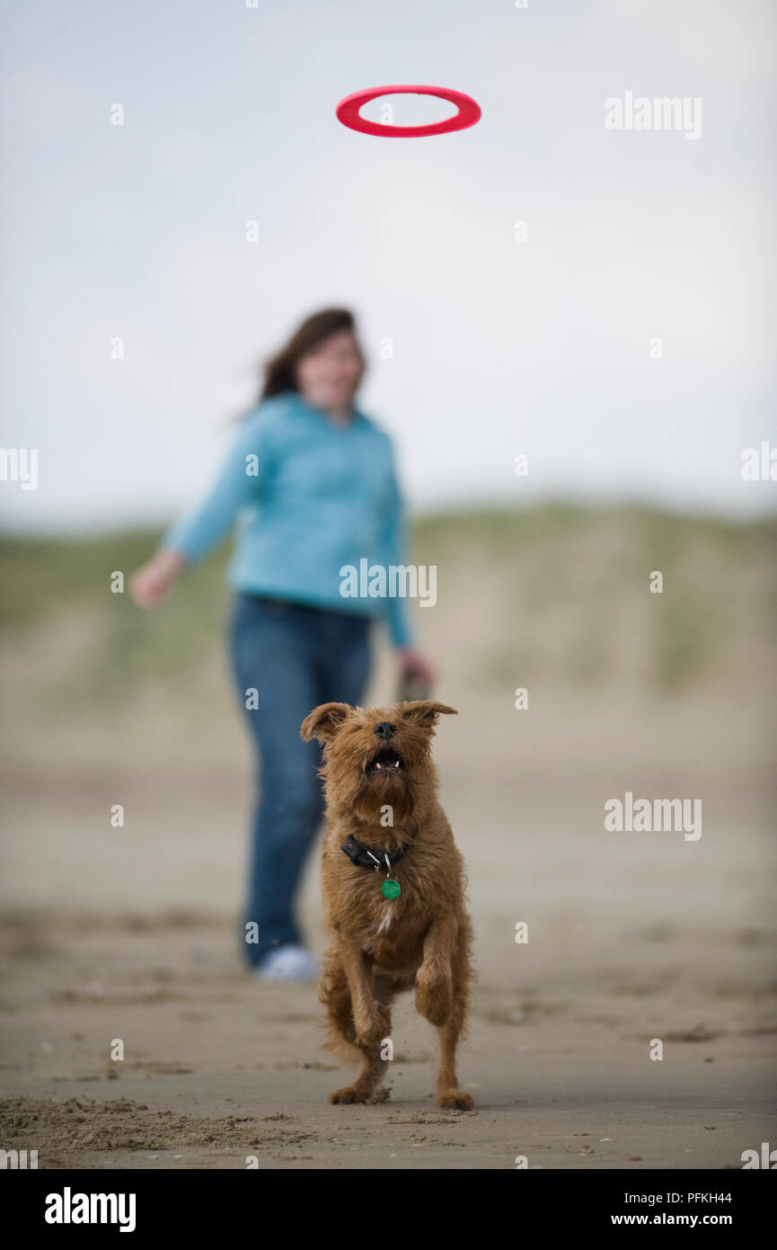 Border Terrier in piedi sulle zampe posteriori e cercando fino ad anello in plastica, donna in piedi in background, vista frontale Foto Stock