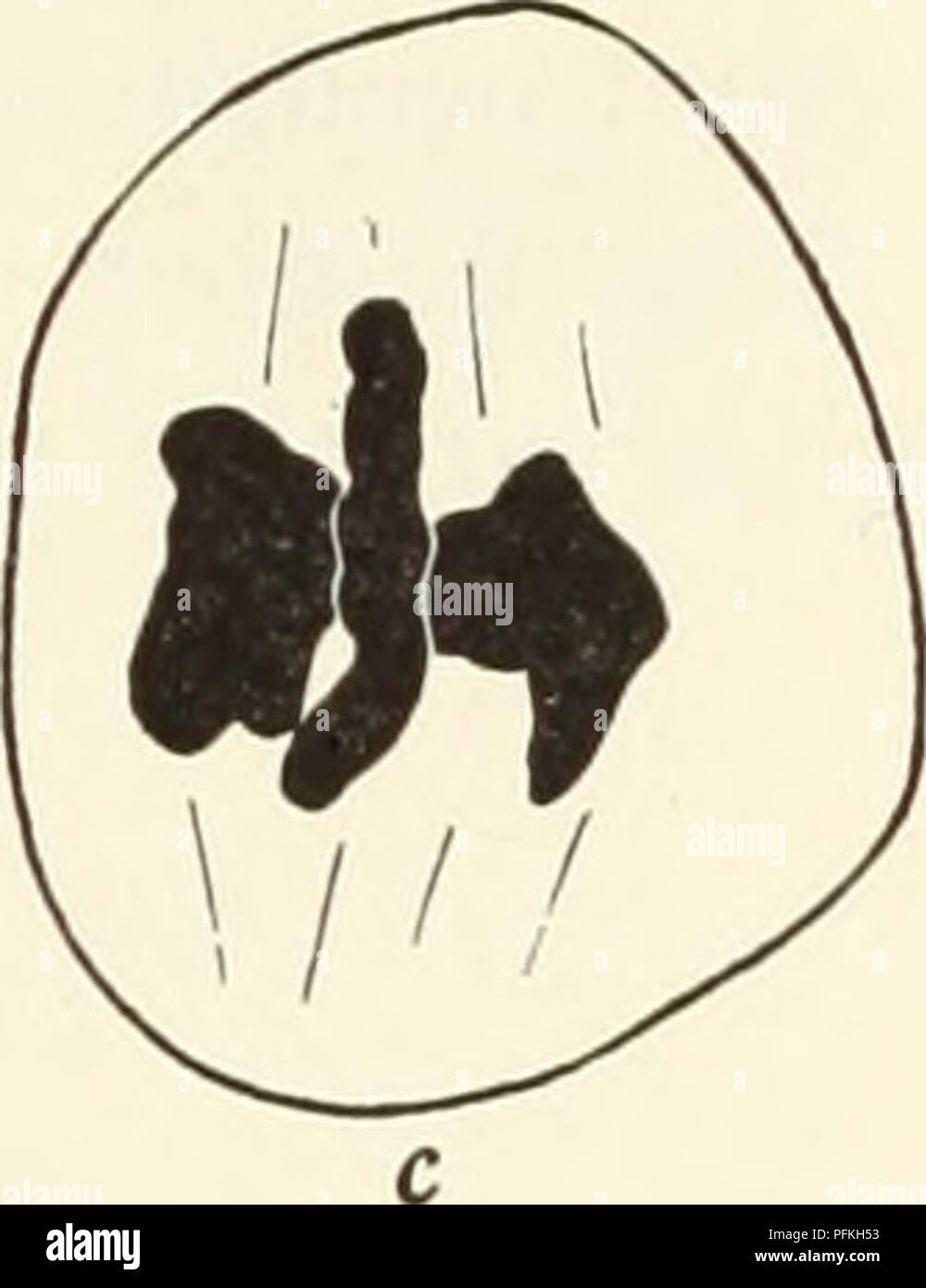 . Un studio citologico di aploidi Crepis capillaris piante. Karyokinesis; Crepis. Fig. 6. Aploidi Crepis capillaris. a, o, divisione e separazione delle tre univalents; c, tre bivalents a 1 m. Si prega di notare che queste immagini vengono estratte dalla pagina sottoposta a scansione di immagini che possono essere state migliorate digitalmente per la leggibilità - Colorazione e aspetto di queste illustrazioni potrebbero non perfettamente assomigliano al lavoro originale. Hollingshead, Lillian, 1900-. Berkeley, California , Università di California premere Foto Stock