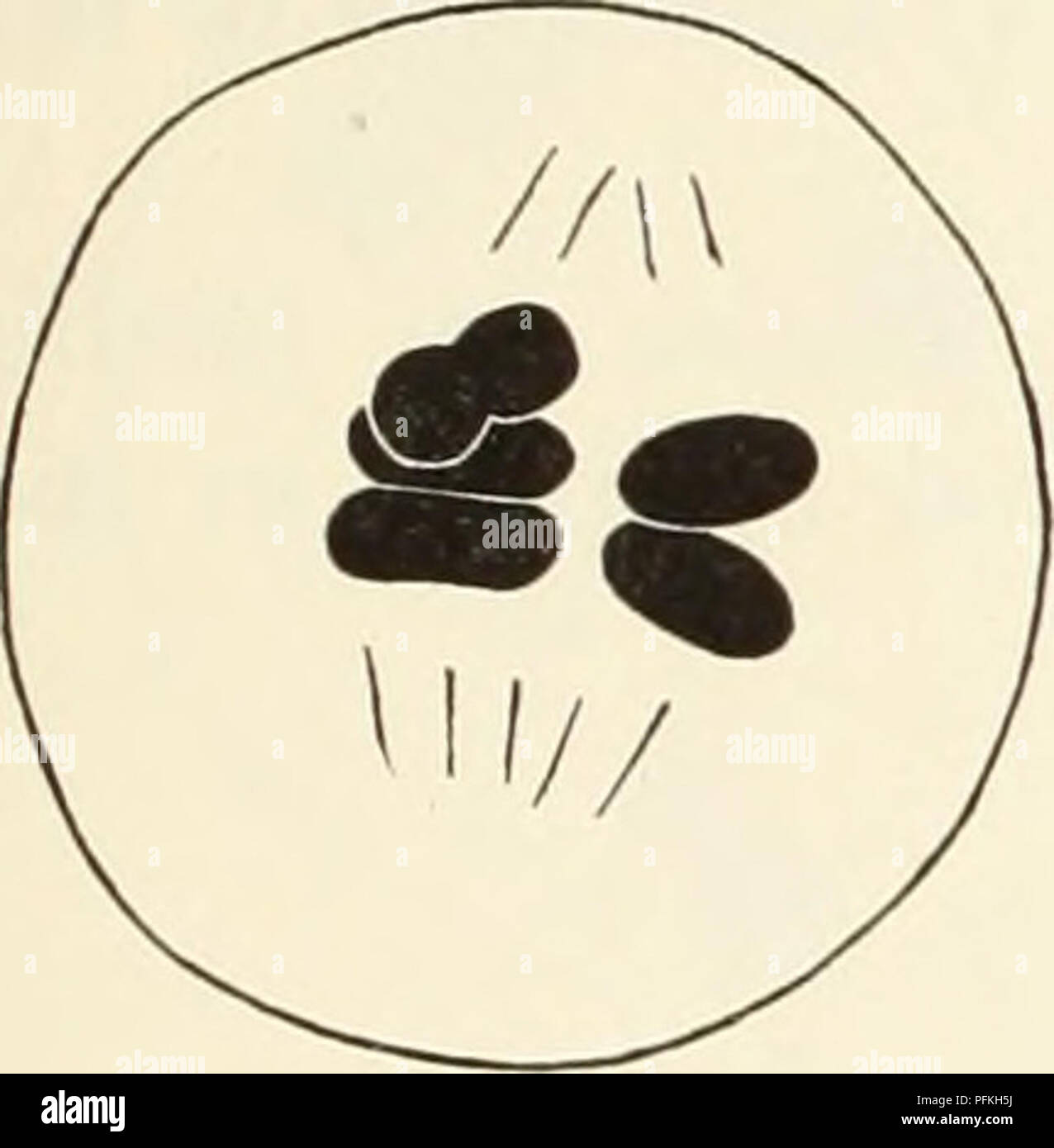 . Un studio citologico di aploidi Crepis capillaris piante. Karyokinesis; Crepis. 1930] Hollingshead: Studio di Crepis aploide piante CapiUaris 115 divisione, ma la figlia metà sono rimasti vicini. La figura 5e mostra una indivisa, uno quasi diviso e uno completamente suddiviso cromosoma la cui metà sono ben separati. Abbastanza com- monly, intera o mezza-cromosomi non riescono a raggiungere sia polo. Questi processi danno luogo a nuclei telophase varia grandemente in numero di cromosomi e costituzione. Come sopra implicita, tre cromosomi non raramente la linea in alto su una piastra di metafase e dividere il normale Foto Stock