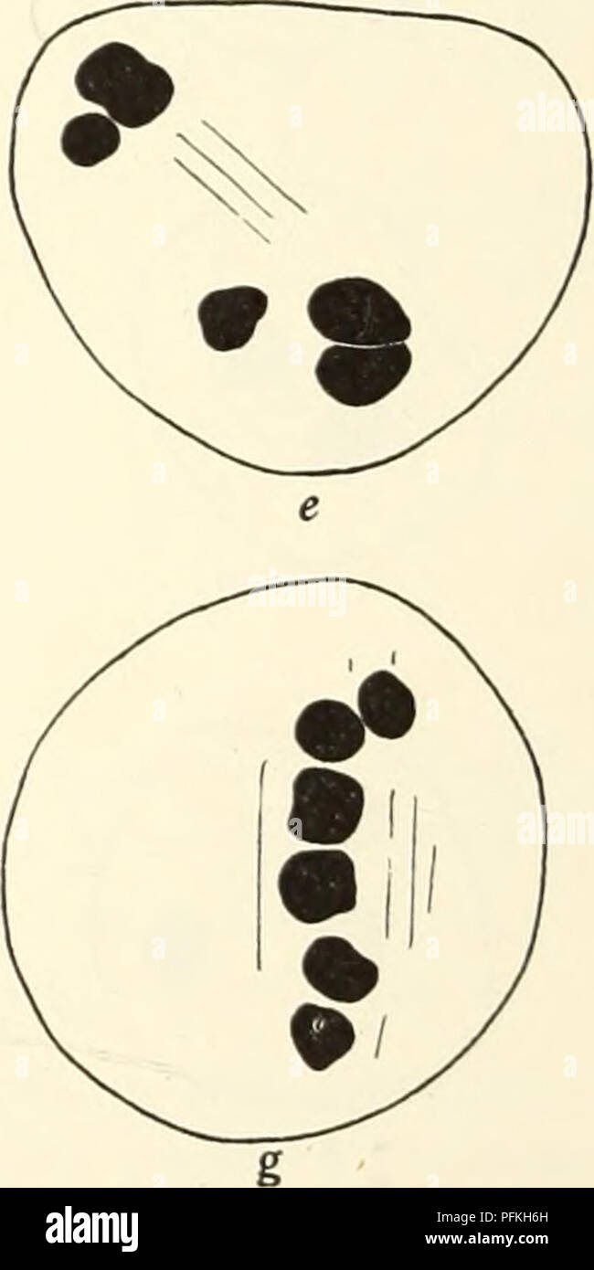 . Un studio citologico di aploidi Crepis capillaris piante. Karyokinesis; Crepis. Fig. 5. Divisione monovalente in aploide cnpUlaris Crepis. Un, fine diaphase, b-g, 1M o 1A. affini, diviso parzialmente cromosomi in tardo anaphase. Completare divi- sione di alcuni o di tutti i cromosomi si verifica di frequente, ma solo in una piccola percentuale di casi fare la figlia di separare le due metà lontano o passare a differenti poli (fig. 5, d-g) ; di solito rimangono vicini tra loro e sono incorporati nello stesso nucleo. Le posizioni assunte da queste combinazioni di divisa e indivisa cromosomi sono tanti e così diversi che Foto Stock