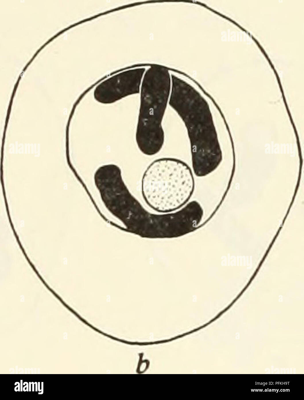 Questo studio indaga la citologia di Crepis capillaris, concentrandosi sul processo di cariocinesi nelle piante aploidi. La ricerca contribuisce alla comprensione della divisione delle cellule vegetali e dei processi genetici nelle specie Crepis. Foto Stock