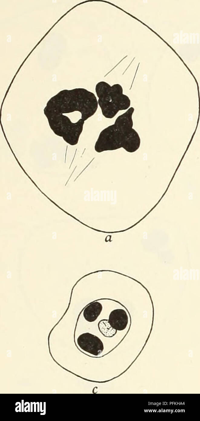 Questo studio si concentra sui processi citologici nelle piante aploidi Crepis capillaris, in particolare la cariocinesi. Descrive in dettaglio l'assenza di una placca metafase nella maggior parte dei casi, con i tre cromosomi che mostrano una distribuzione irregolare durante la divisione cellulare. Questa ricerca fornisce informazioni sulla genetica vegetale e sul comportamento dei cromosomi durante la mitosi nelle specie aploidi. Foto Stock