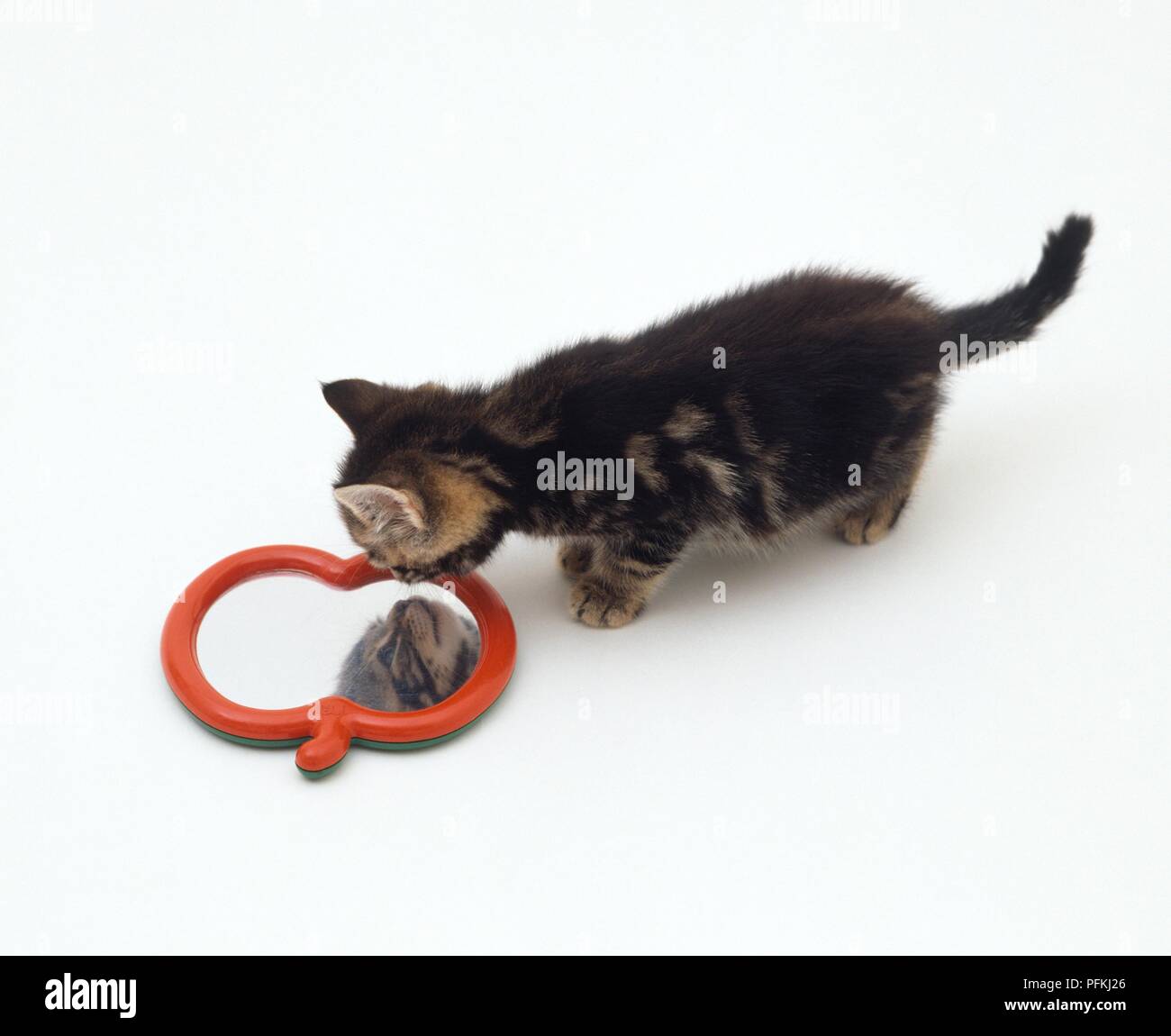 Kitten guardando in uno specchio, close-up Foto Stock