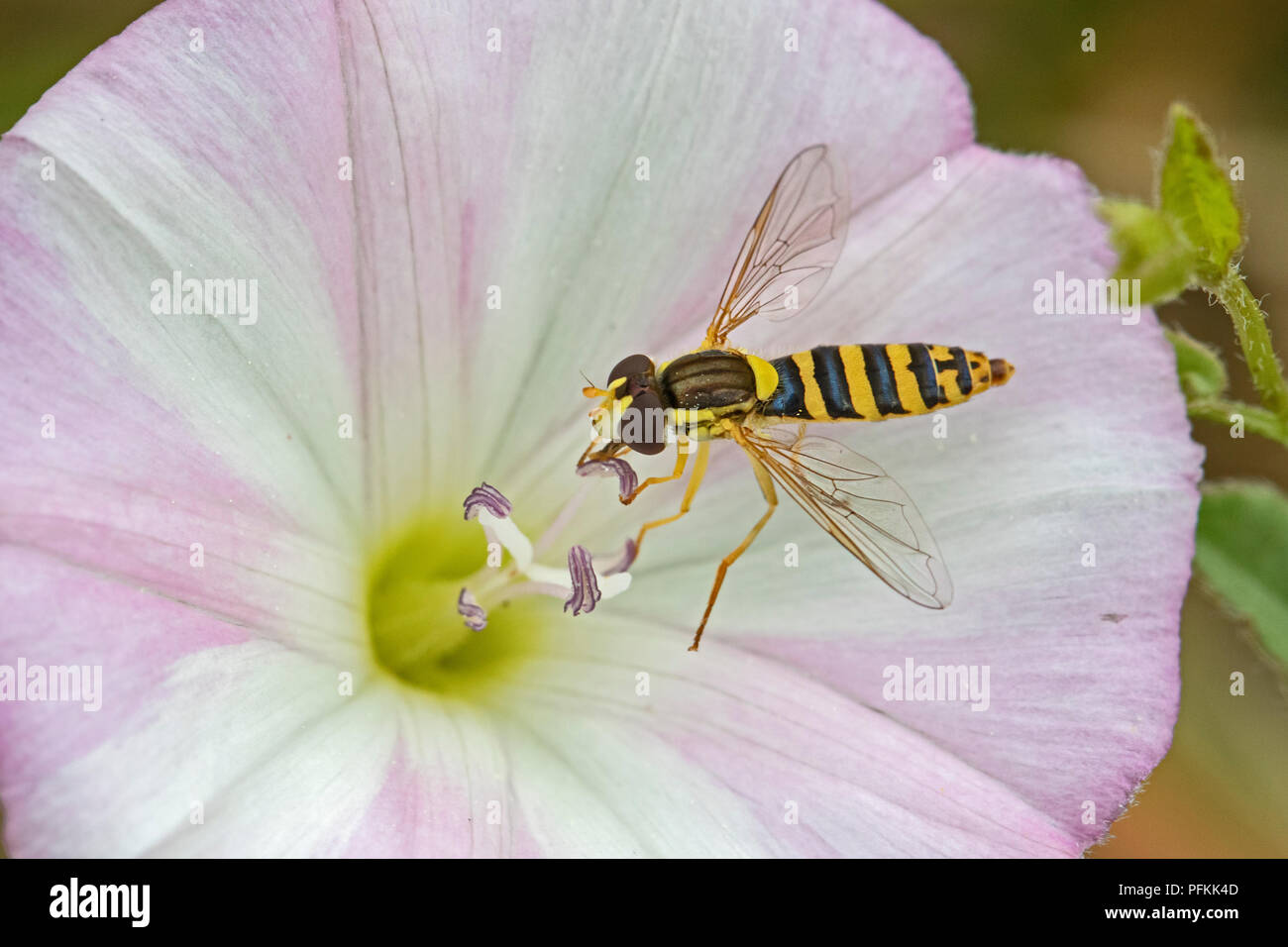 Hoverfly femmina (Sphaerophoria scripta) alimentazione sul campo centinodia Foto Stock