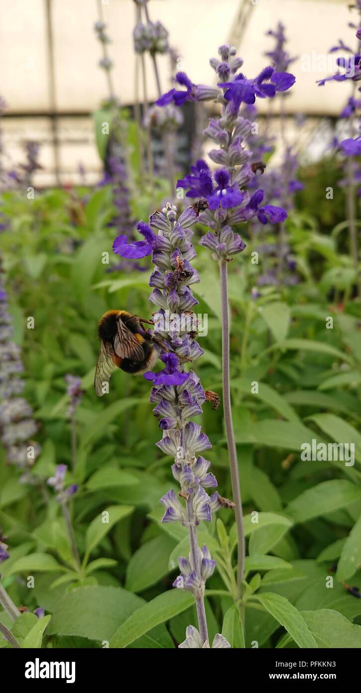 Fiori Foto Stock