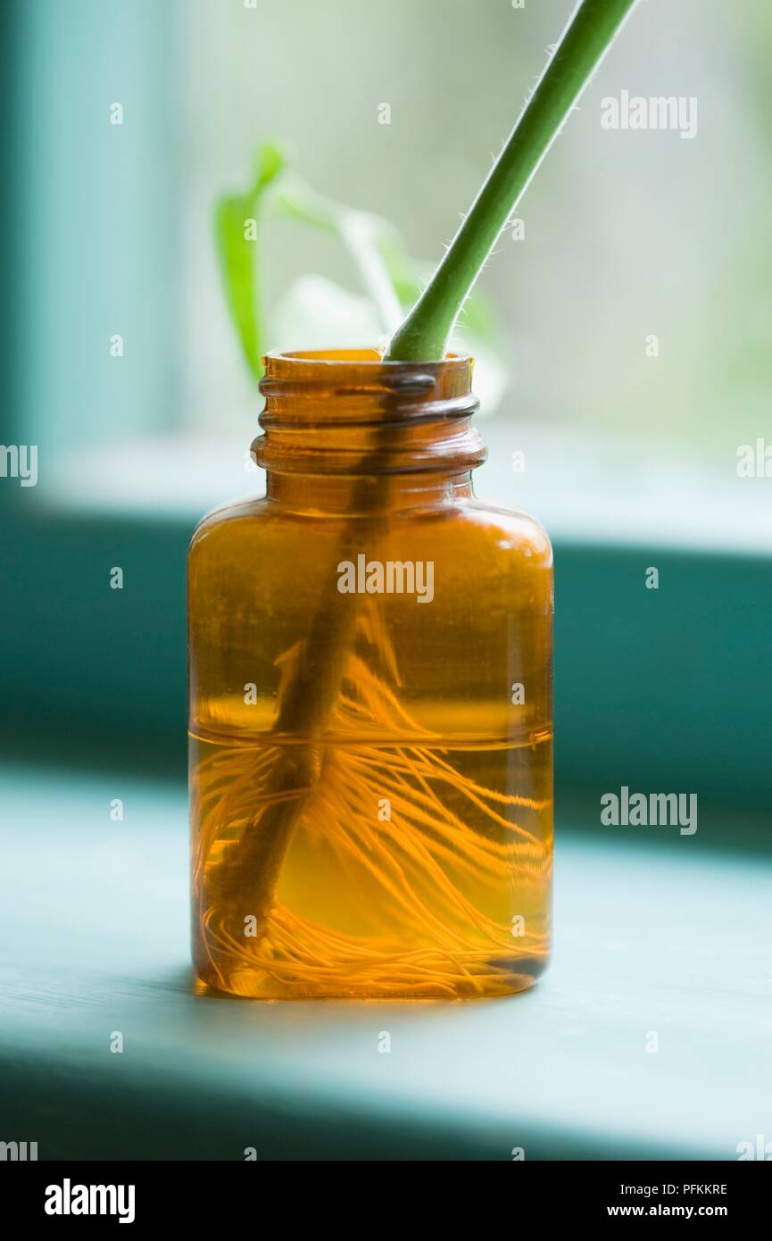 Radici crescente da sideshoot in marrone vasetto in vetro Foto Stock