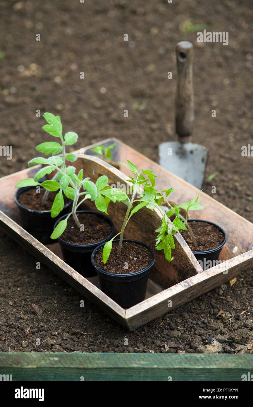Giovani piante di pomodoro in vasi per piante in trug Foto Stock