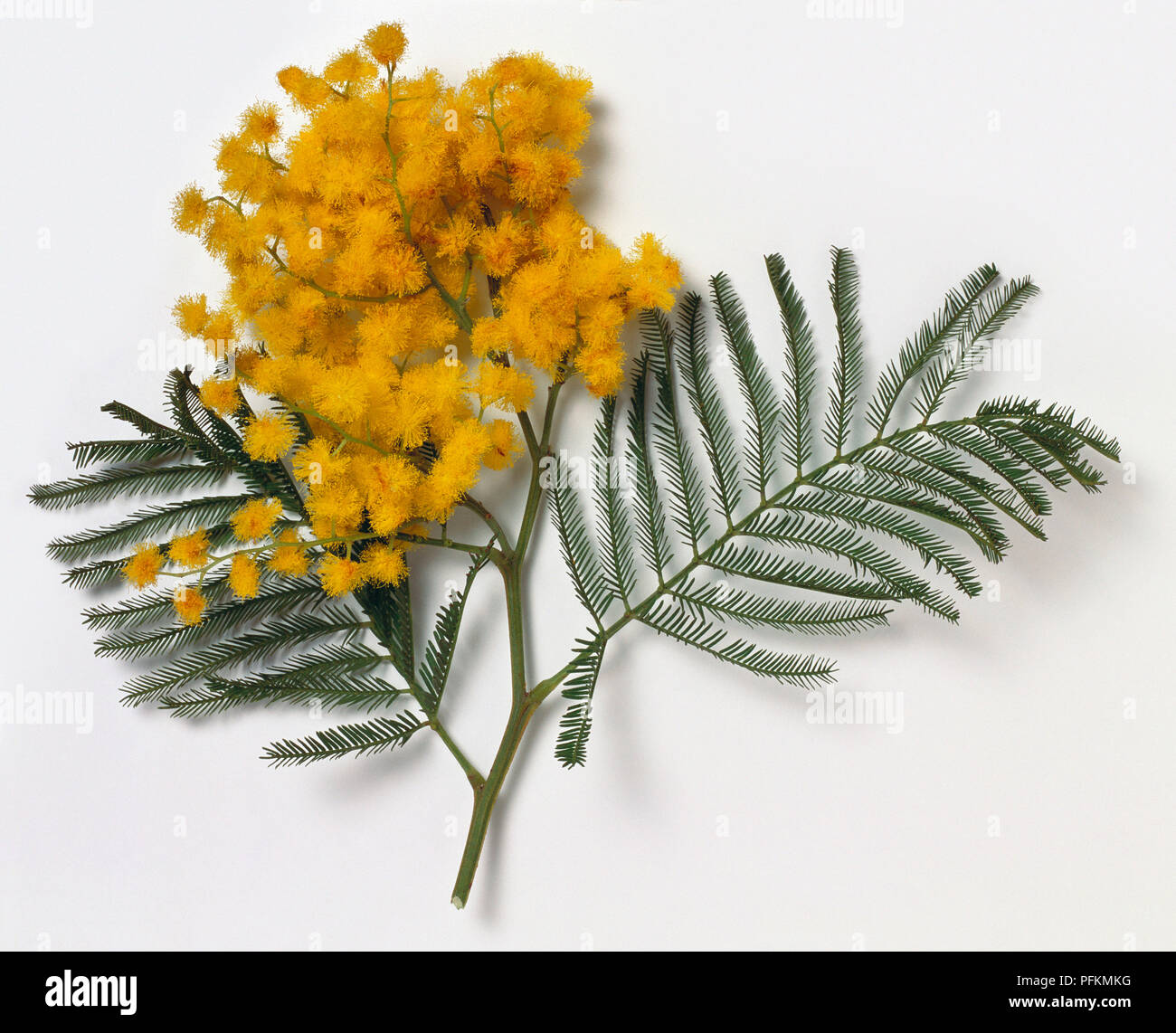 Acacia dealbata (argento) bargiglio, fiori di colore giallo e feathery foglie verdi Foto Stock