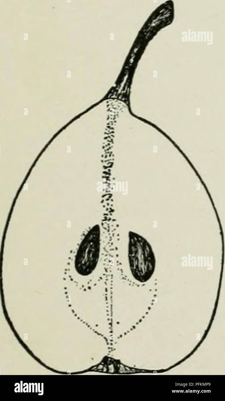 . Dell'enciclopedia di hardy frutti. Frutta; frutti-coltura. BEURRE DE JONGHE MARCA YWINE 81 molto buona di migliori; core grandi, chiuso con nucleo di afferraggio-linee ; calice-tubo ' breve, ampia, conica; sementi ampia, lungo, paffuto, acuta. BEURRE DE JONGHE. Un primo requi- sito in qualsiasi pera di qualità migliore è che non ci deve essere nessun retrogusto sgradevole nella carne. I frutti di quasi nessuna delle pere invernali di soddisfare questo requisito, ma quelli di questa varietà sono del tutto esente da questo potere astringente e sono inoltre, dolce, ricca e deliziosa. Le pere maturano in gennaio e può essere mantenuta per un mese o sei settimane a Foto Stock