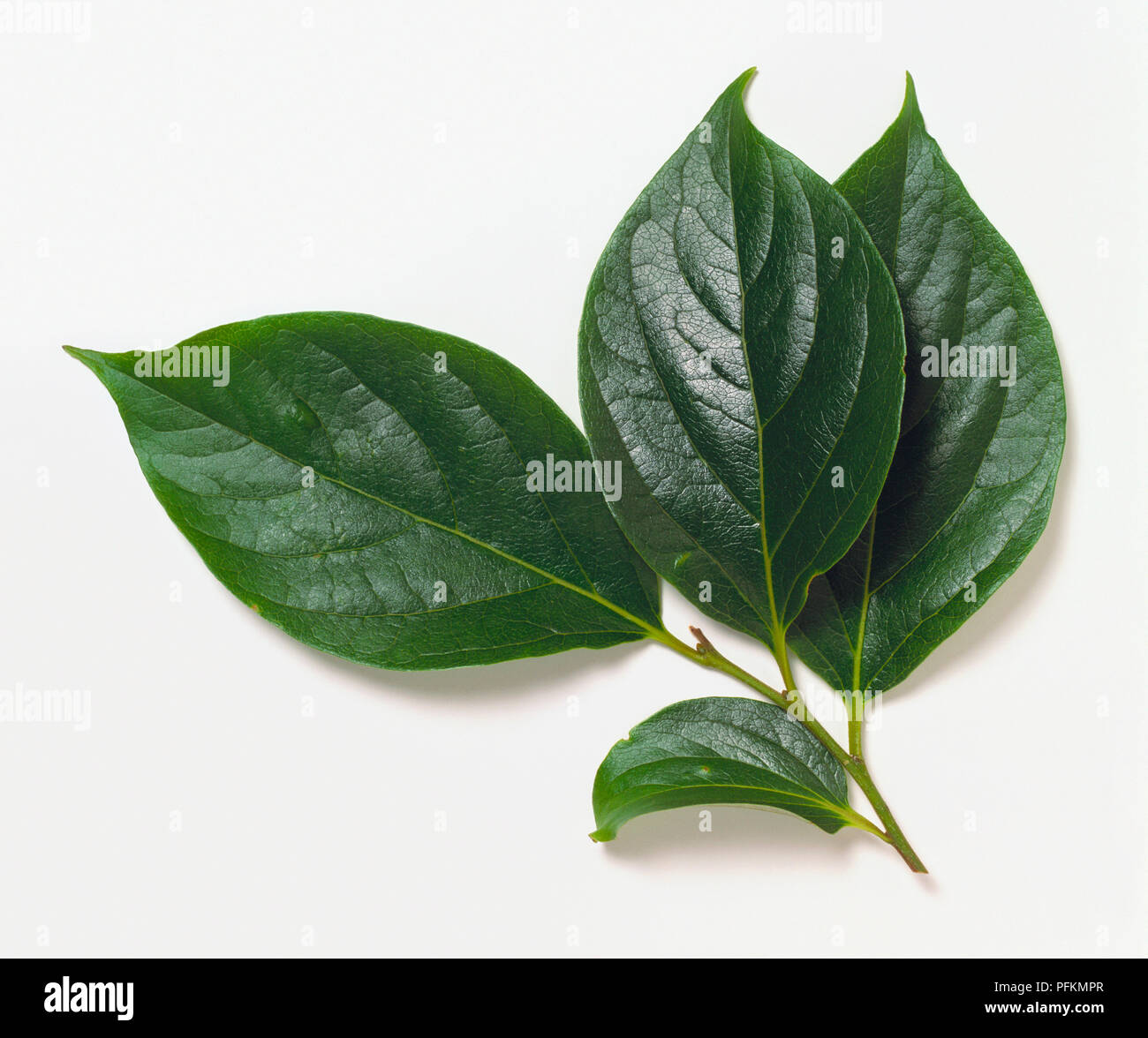 Diospyros kaki (Persimmon cinese), lucido foglie verdi Foto Stock