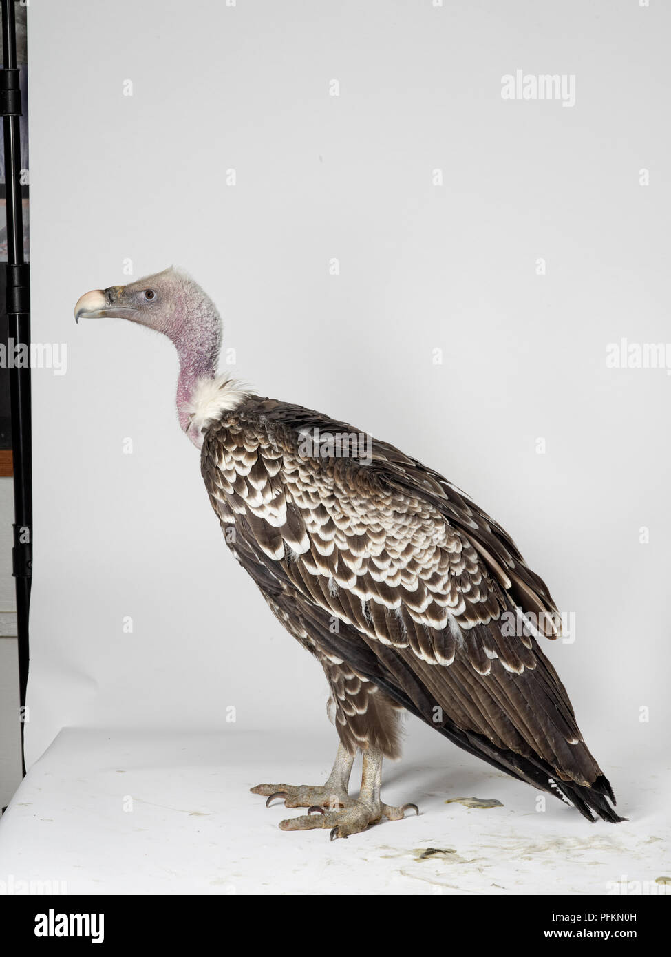 La Ruppell Vulture (Gyps rueppelli) Foto Stock